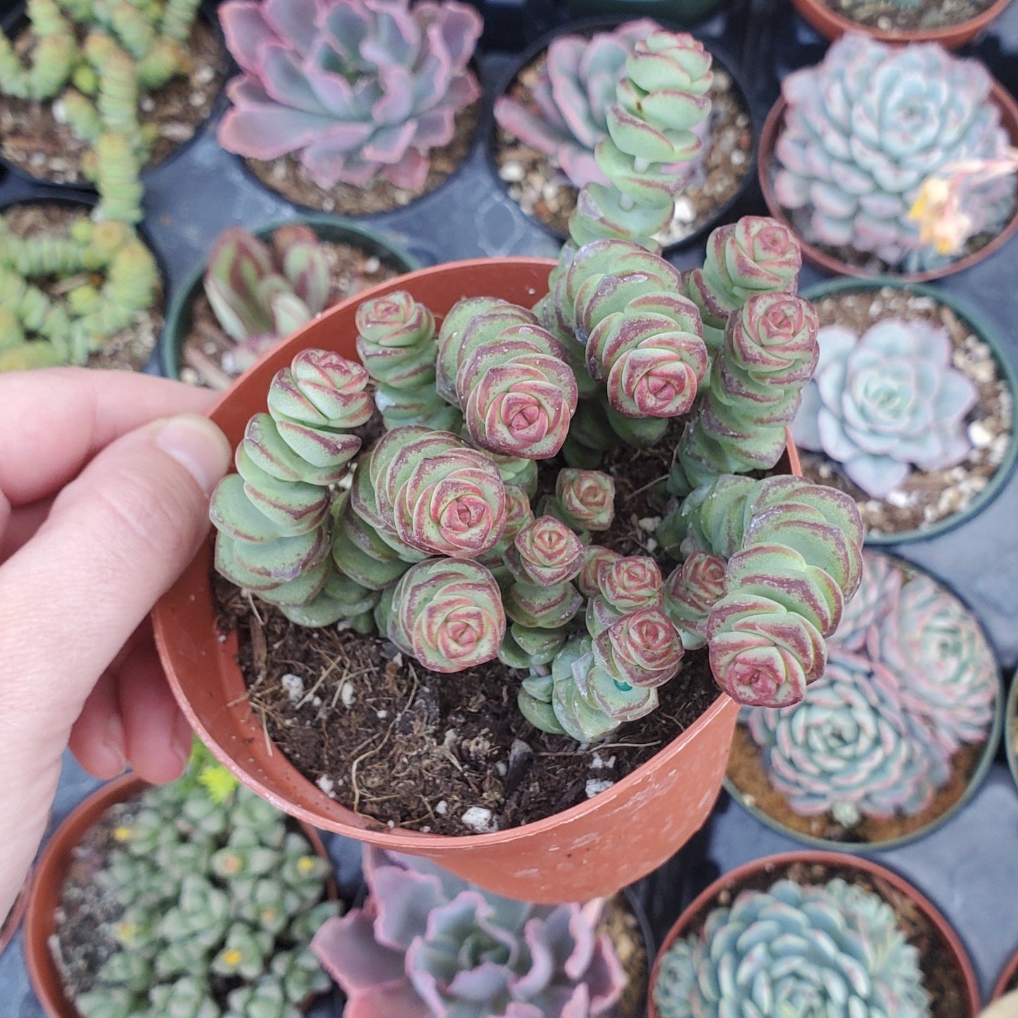 Crassula 'Baby's Necklace'