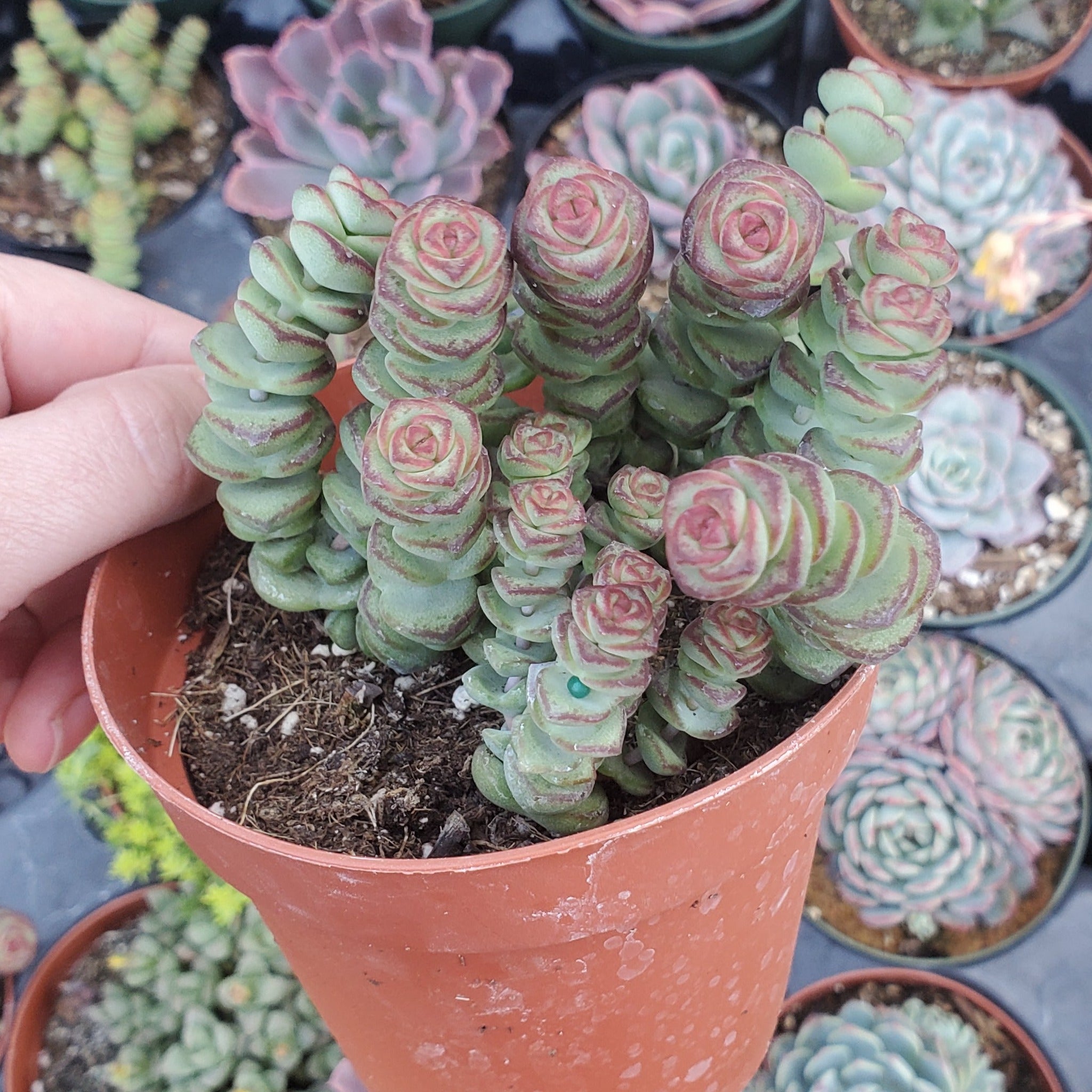 baby necklace succulent Crassula 'Baby's Necklace'