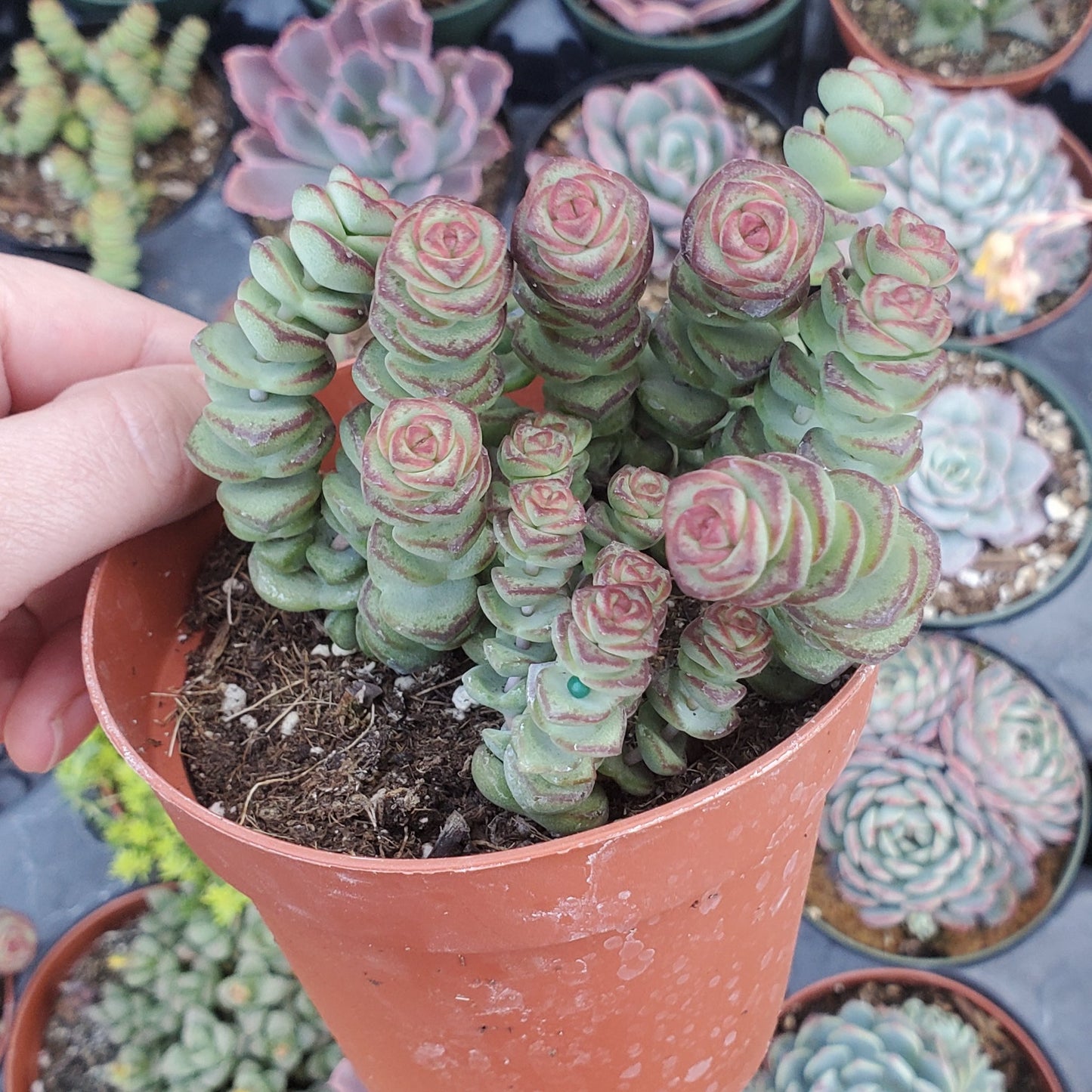 Crassula 'Baby's Necklace'