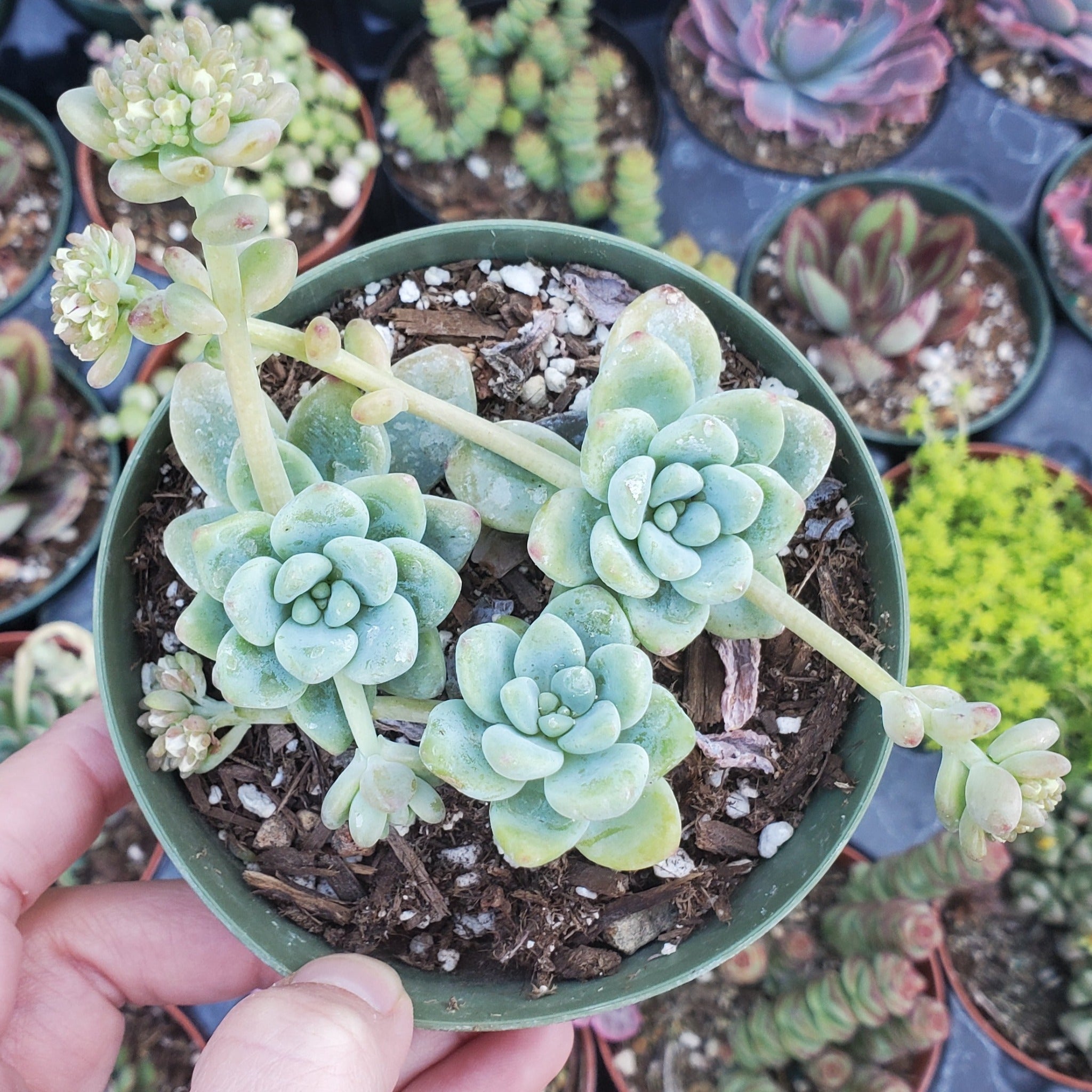 sedum a succulent Sedum clavatum