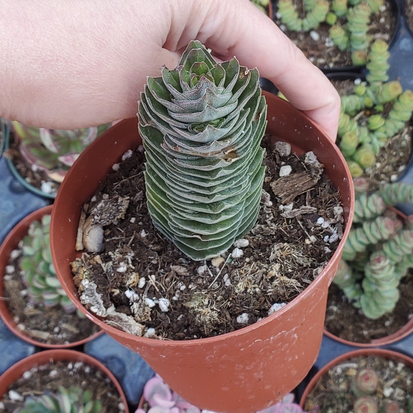 Crassula 'Buddha's Temple'
