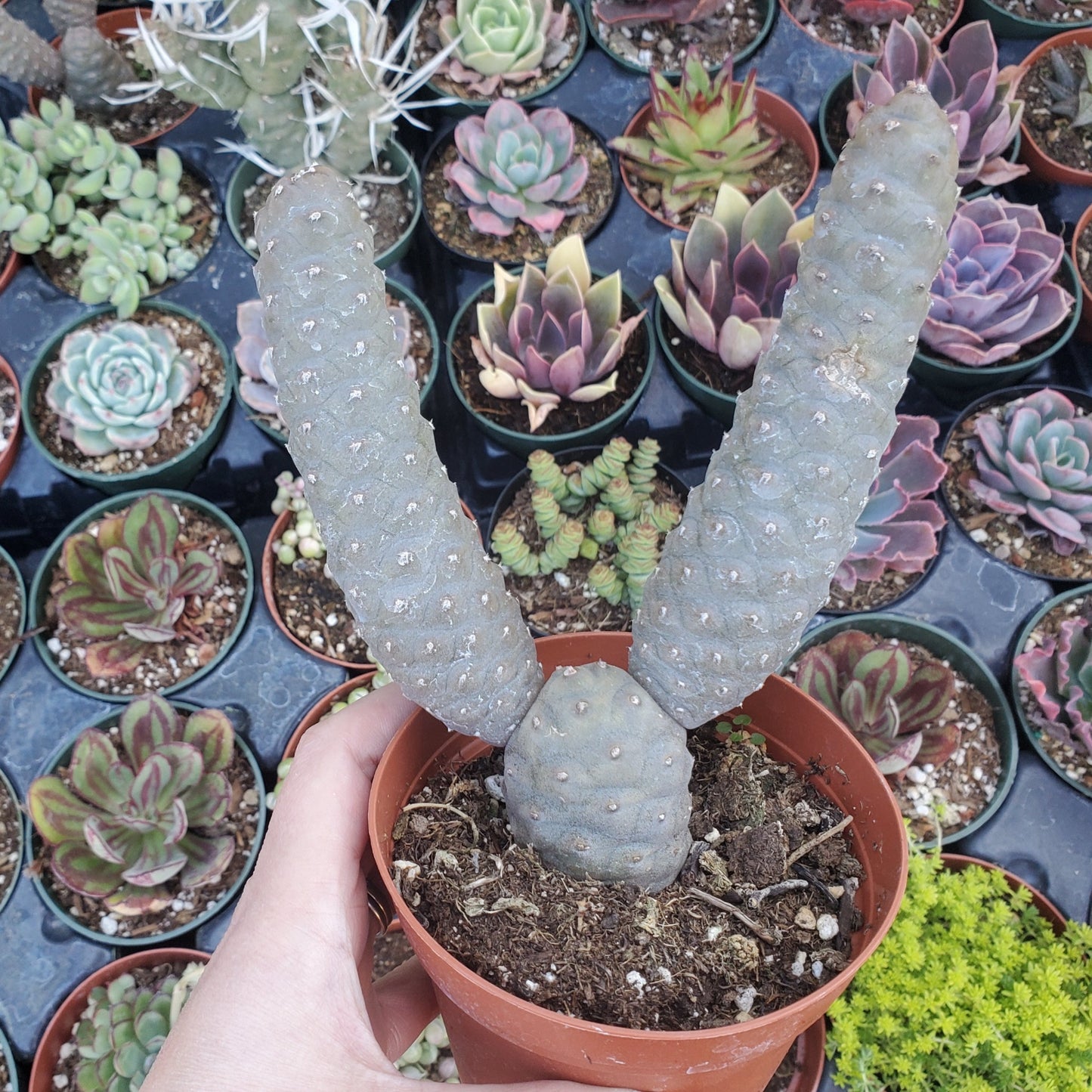 Tephrocactus articulatus 'Pine Cone Cactus' or 'Acorn Cactus'