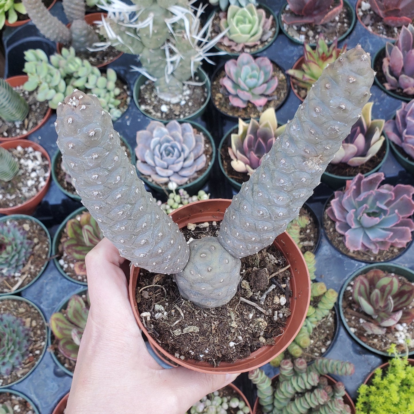 Tephrocactus articulatus 'Pine Cone Cactus' or 'Acorn Cactus'