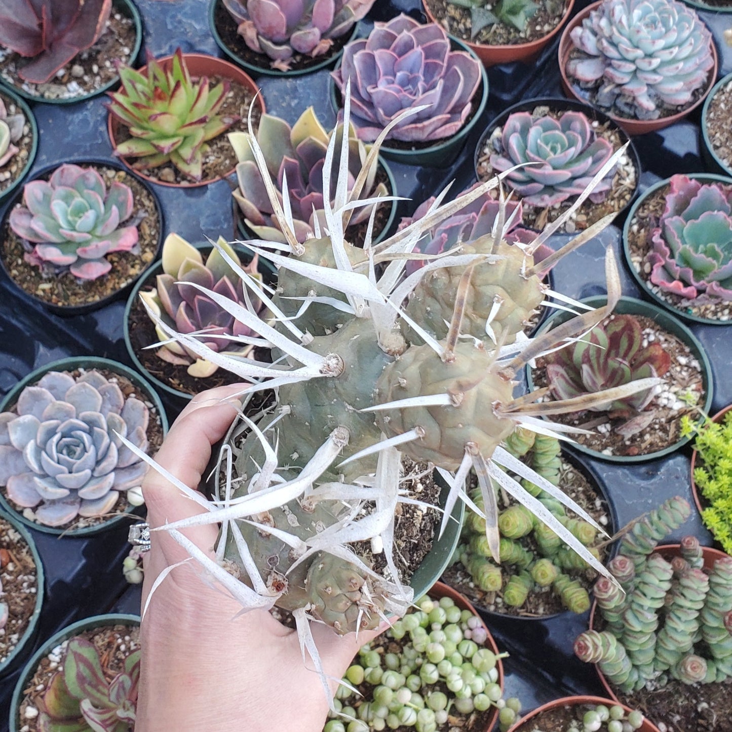 Tephrocactus articulatus var. papyracanthus 'Paper Spine Cactus'