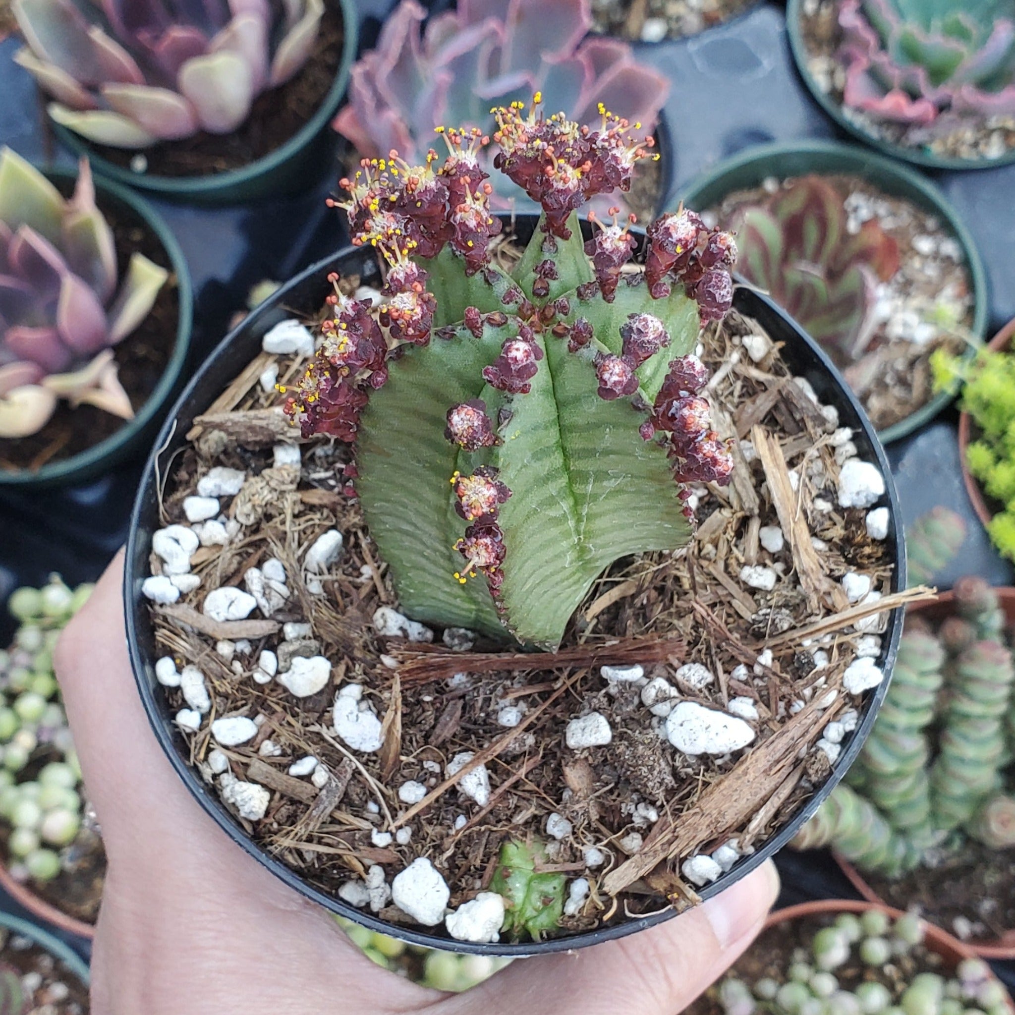 zipper plant succulent Euphorbia anoplia 'Tanzanian Zipper Plant'
