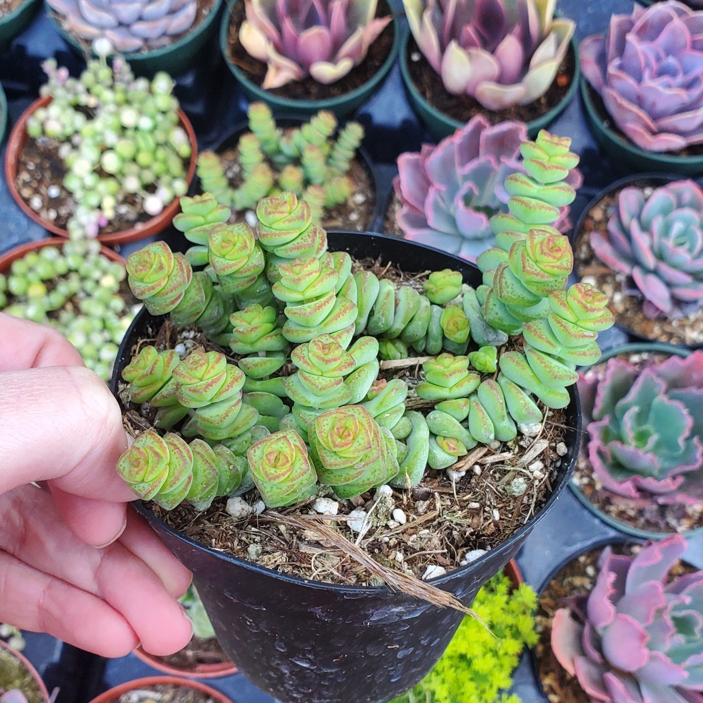 Crassula 'Jade Necklace'