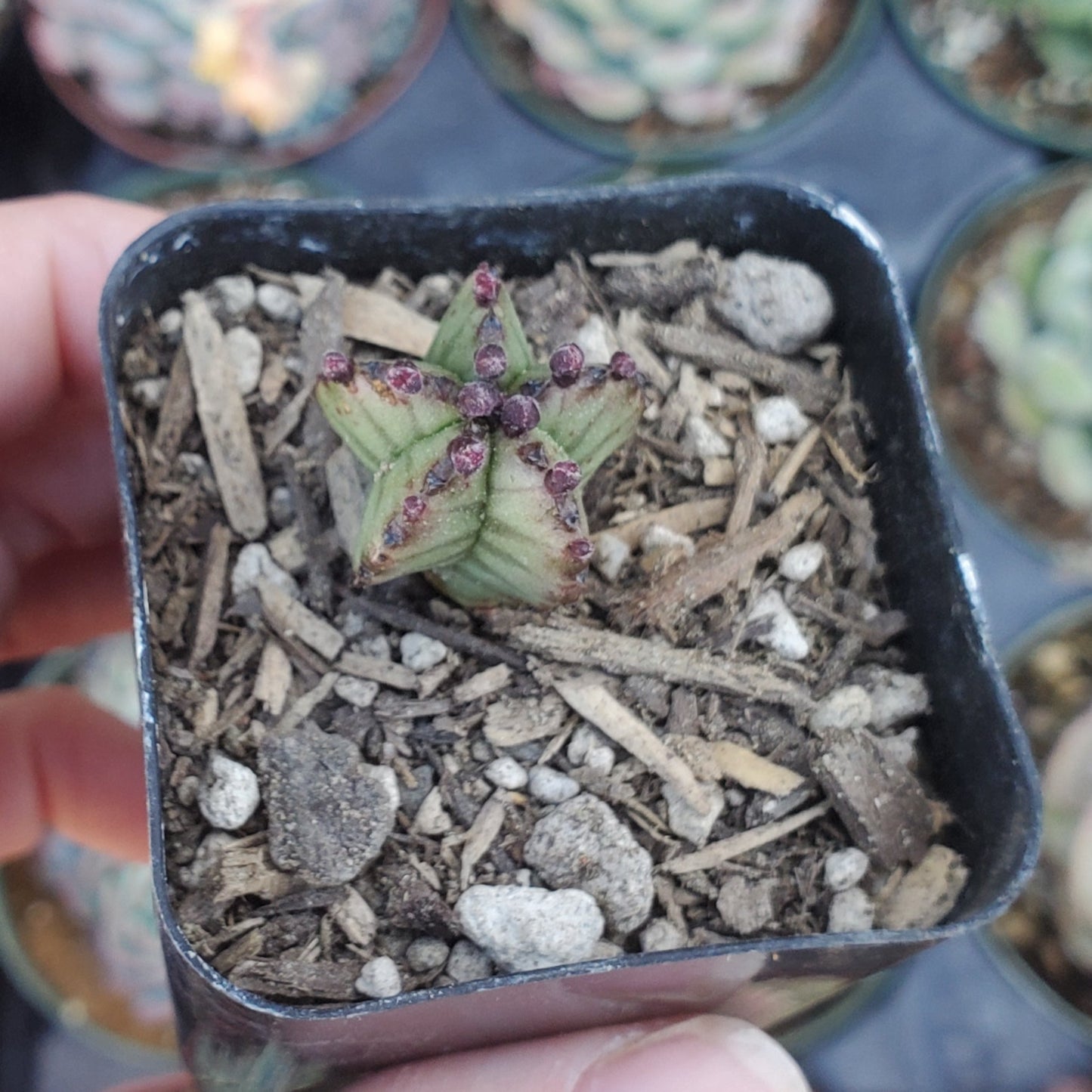 Euphorbia anoplia 'Tanzanian Zipper Plant'