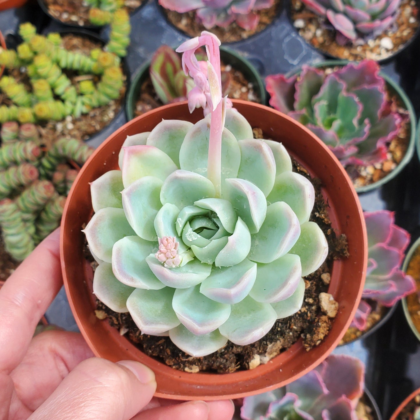 Echeveria elegans 'Mexican Snowball'