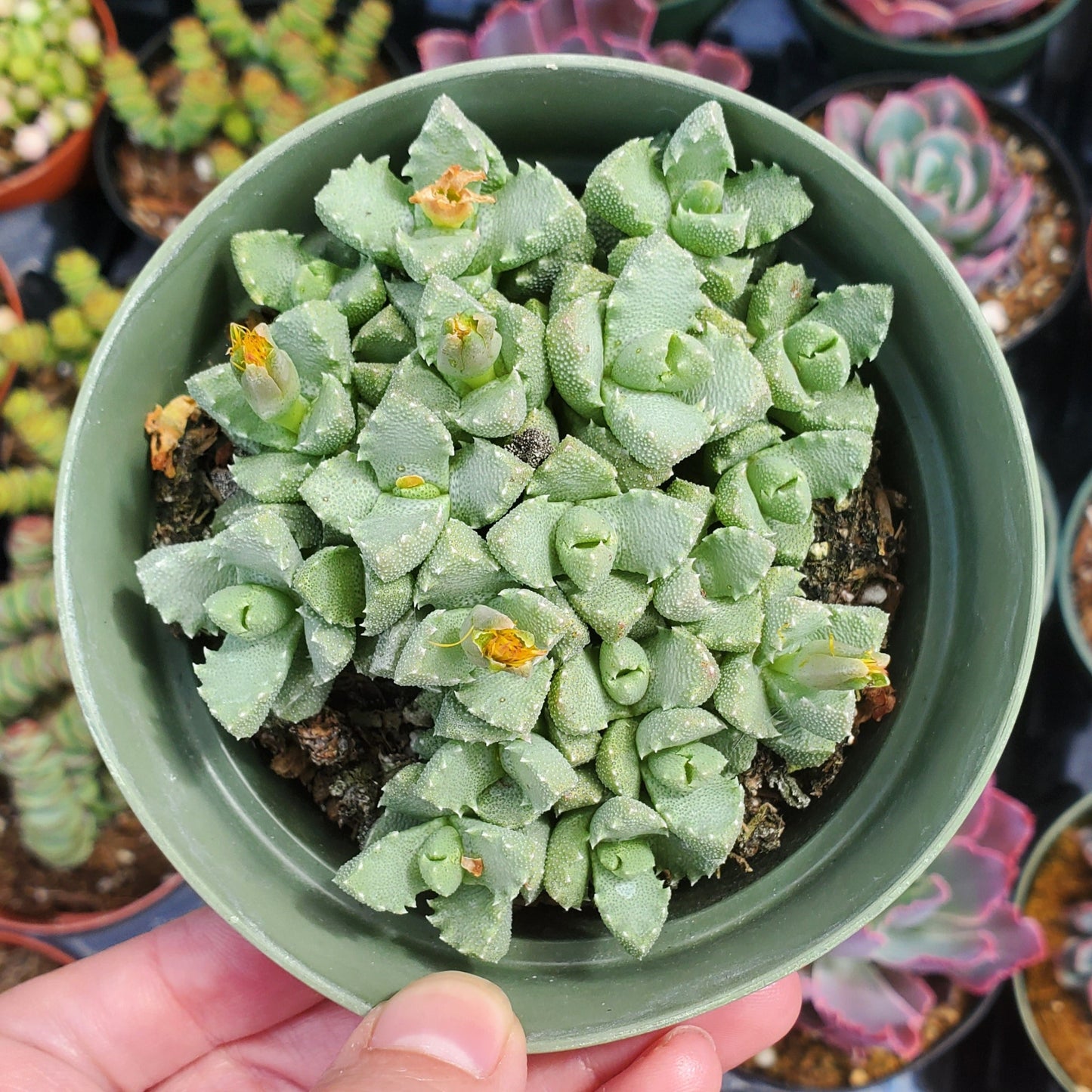 Faucaria Tigrina Sp.