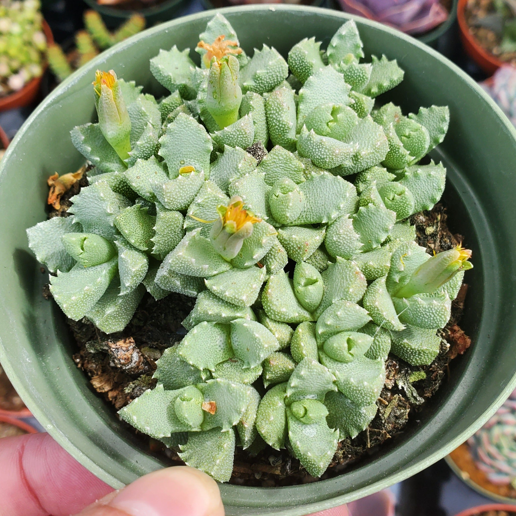 tigrina succulent Faucaria Tigrina Sp