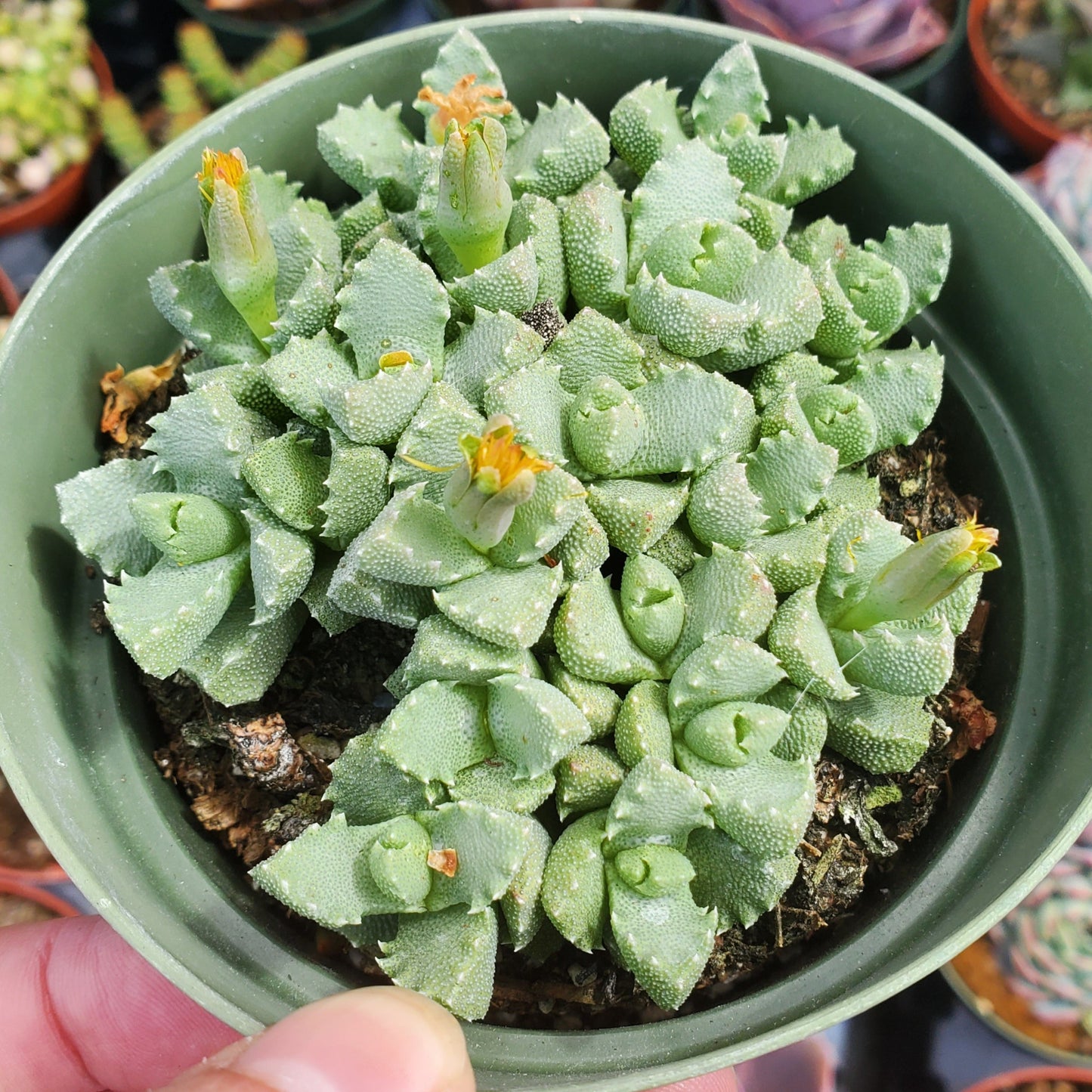 Faucaria Tigrina Sp.