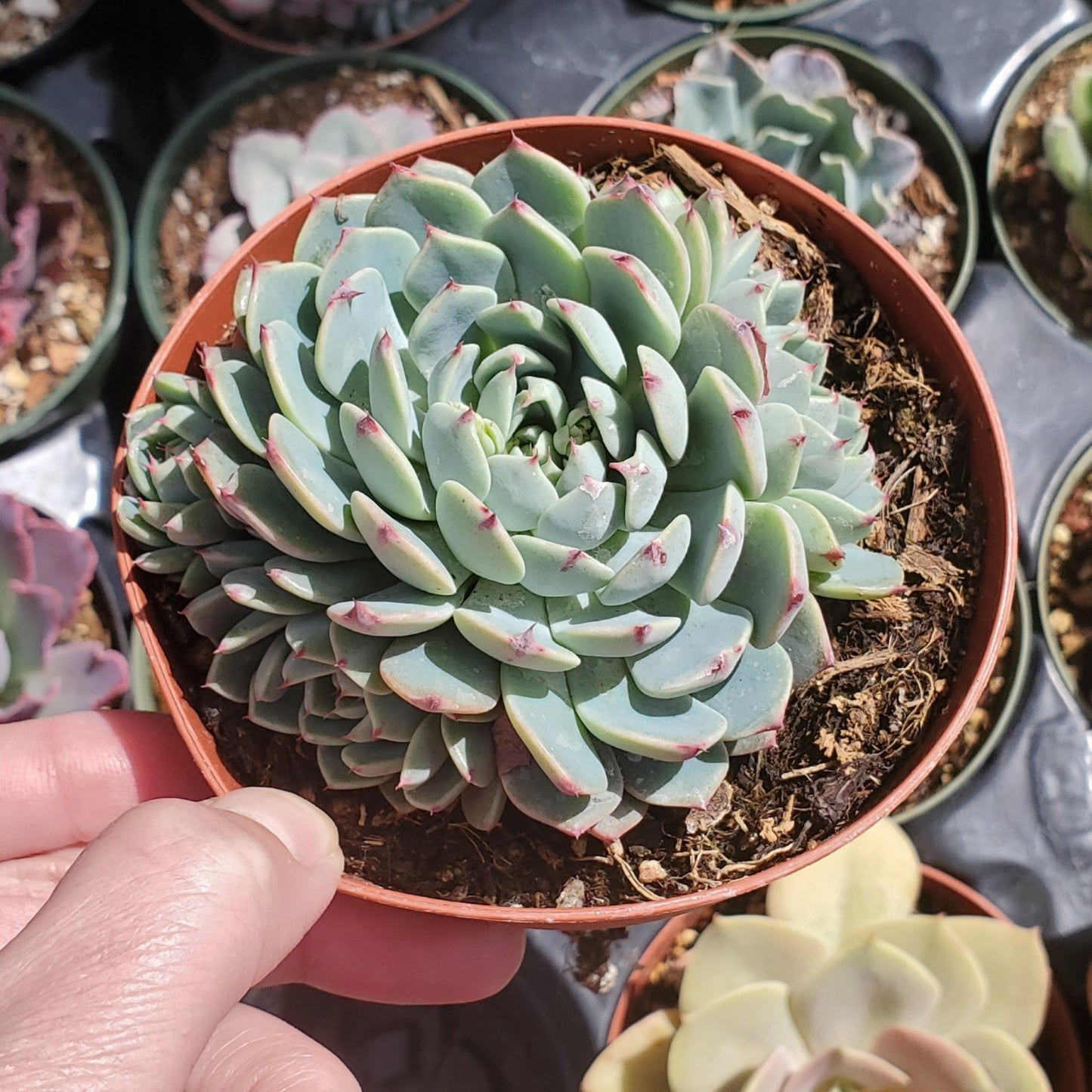 Echeveria 'Pinwheel'
