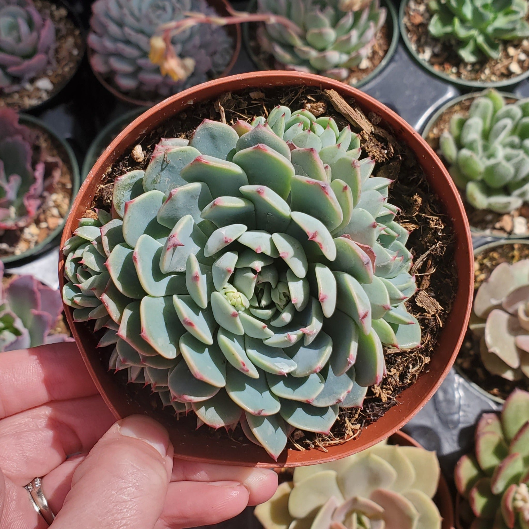 succulent wheel Echeveria 'Pinwheel'