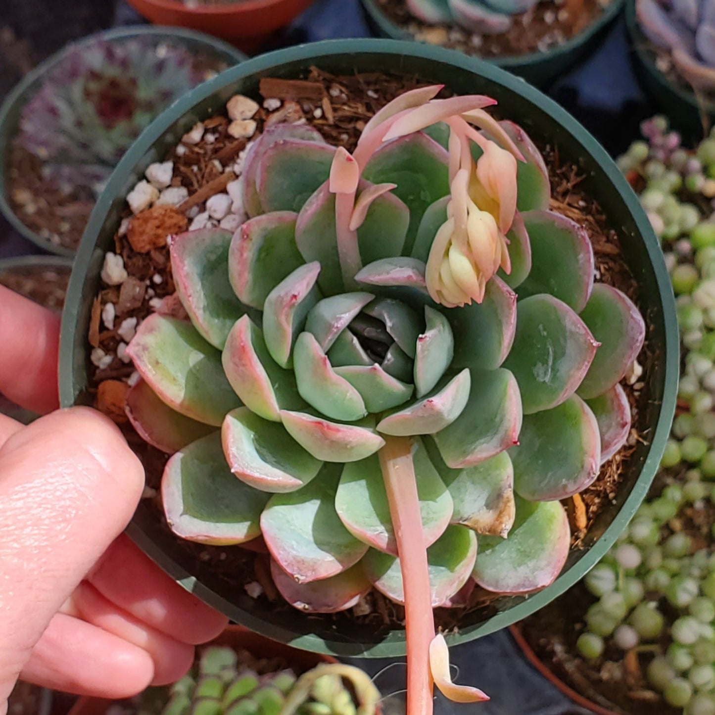 Echeveria 'Pulidonis'