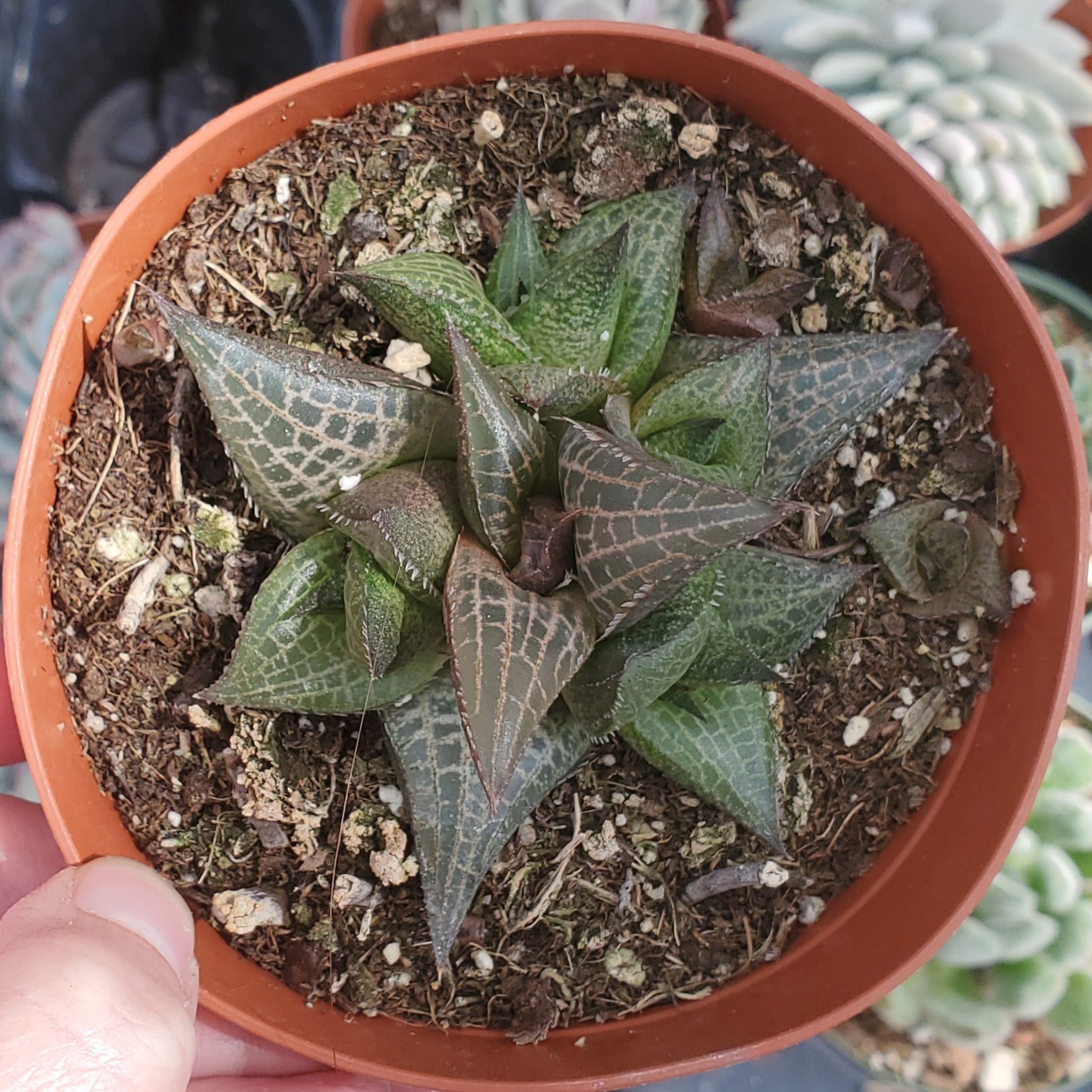 venosa succulent Haworthia venosa ssp. tessellata