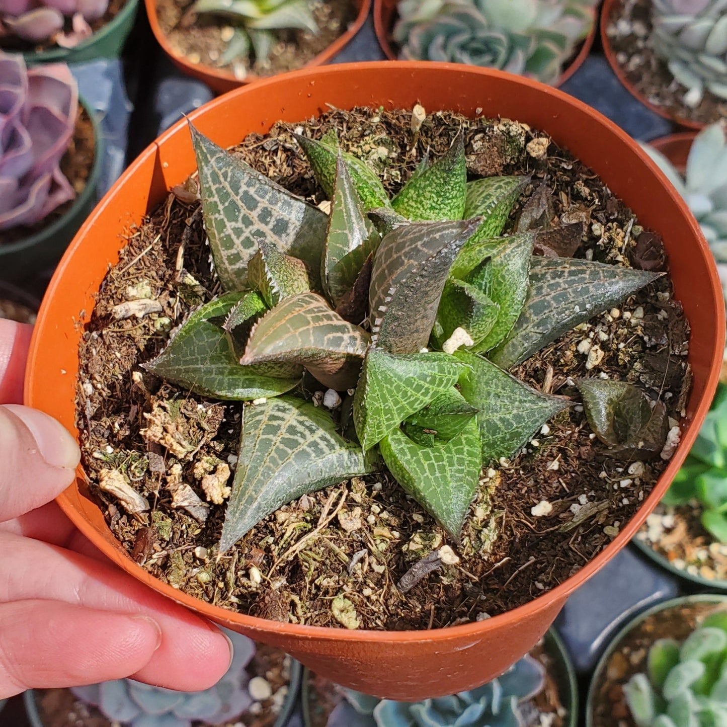Haworthia venosa ssp. tessellata