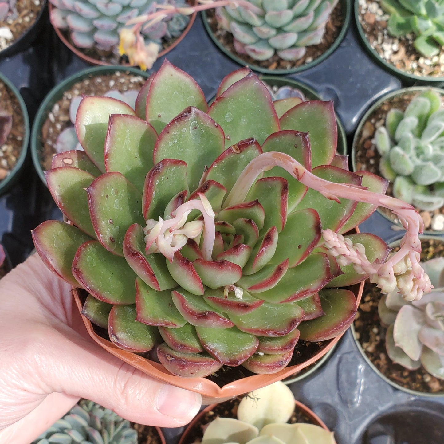 Echeveria 'Puli-lindsayana'