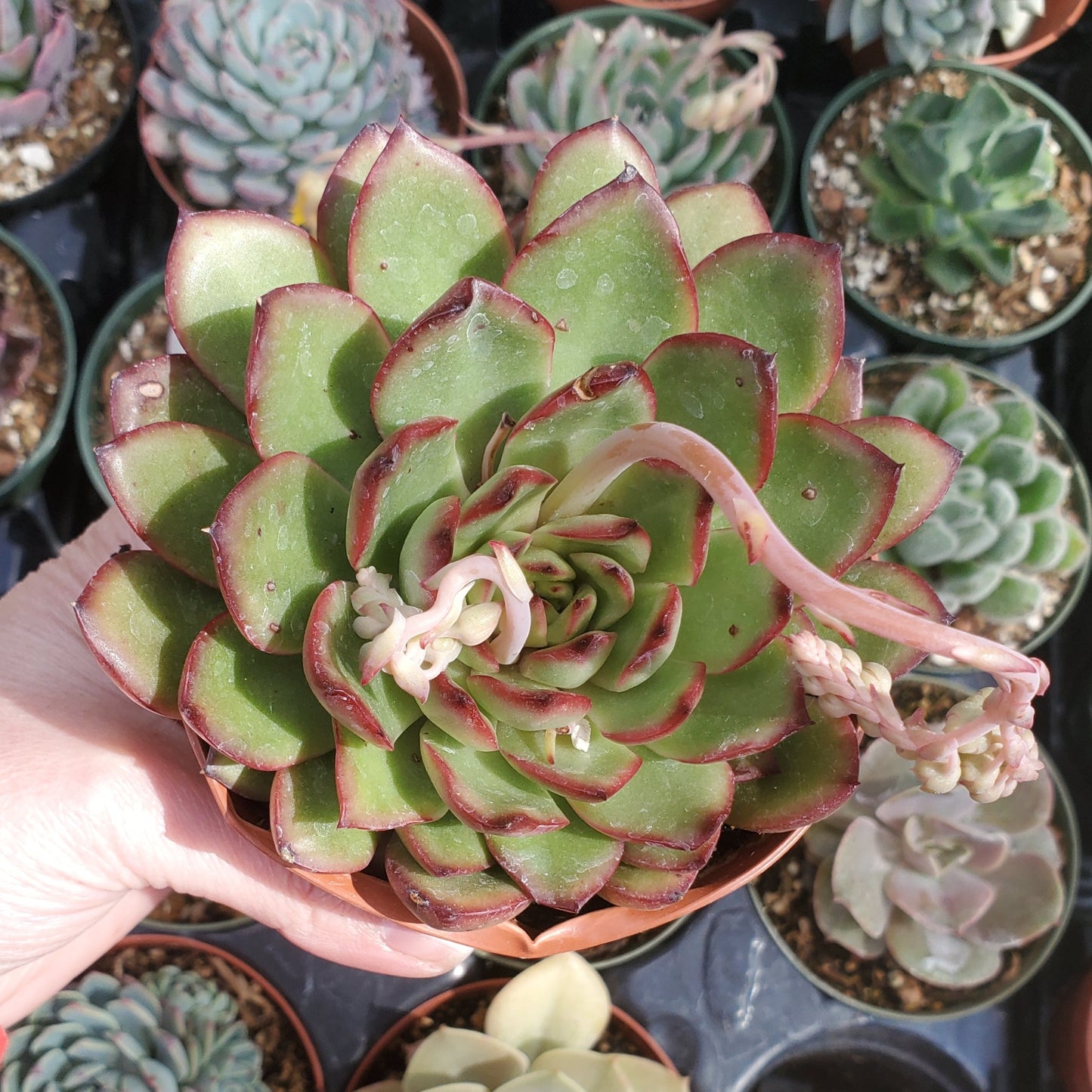 Echeveria 'Puli-lindsayana'