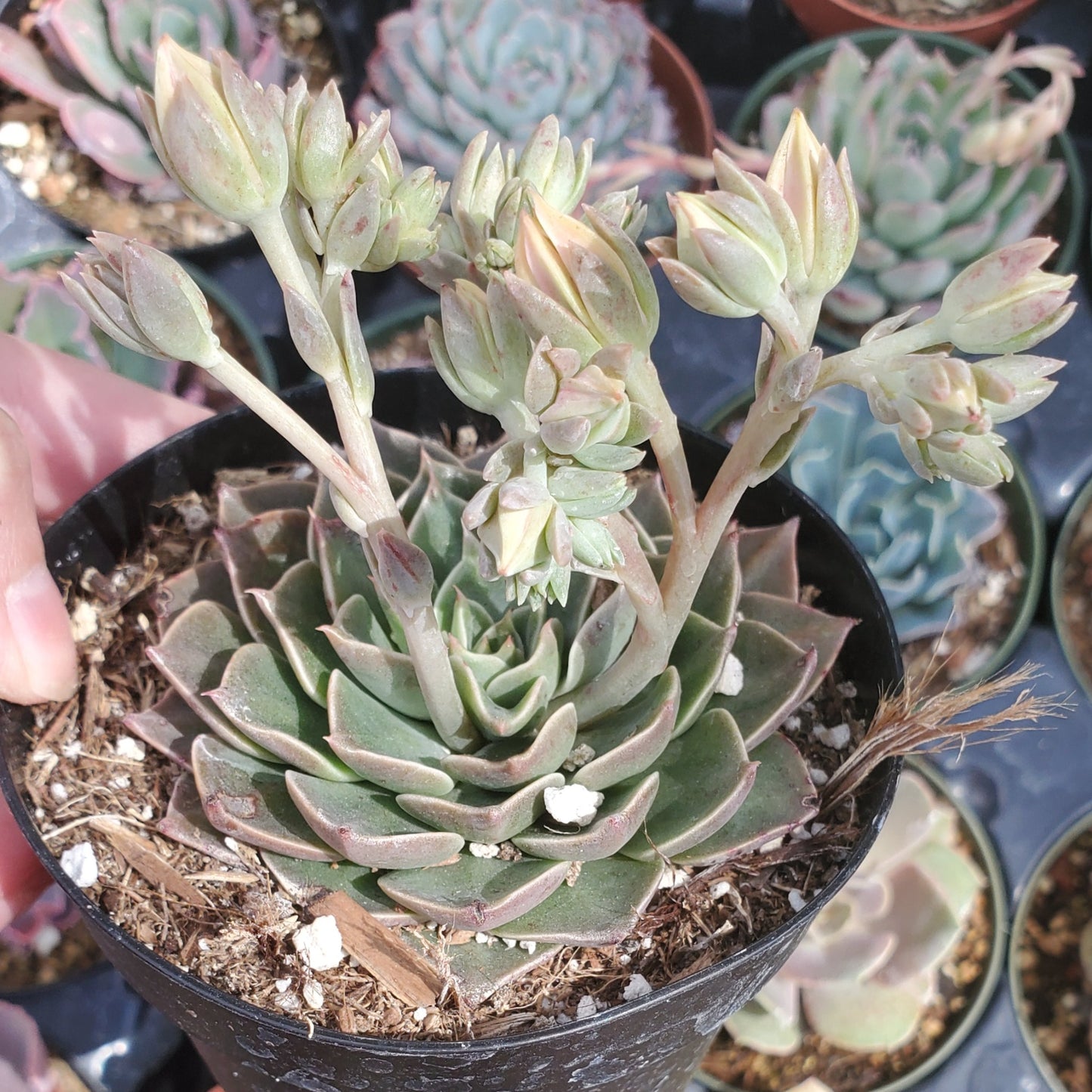 Tacipetalum 'Vega'