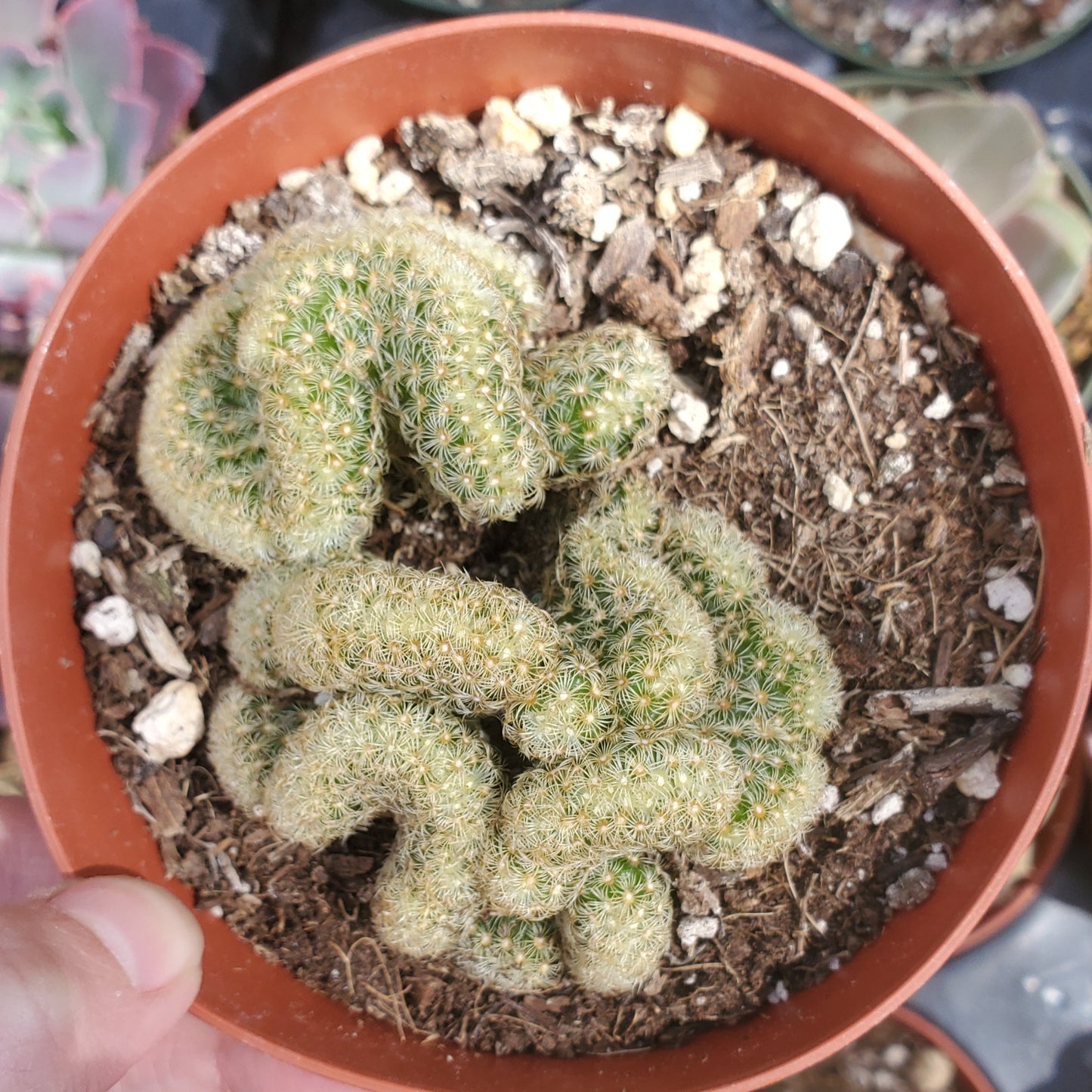 Mammillaria elongata cristata 'Brain Cactus'