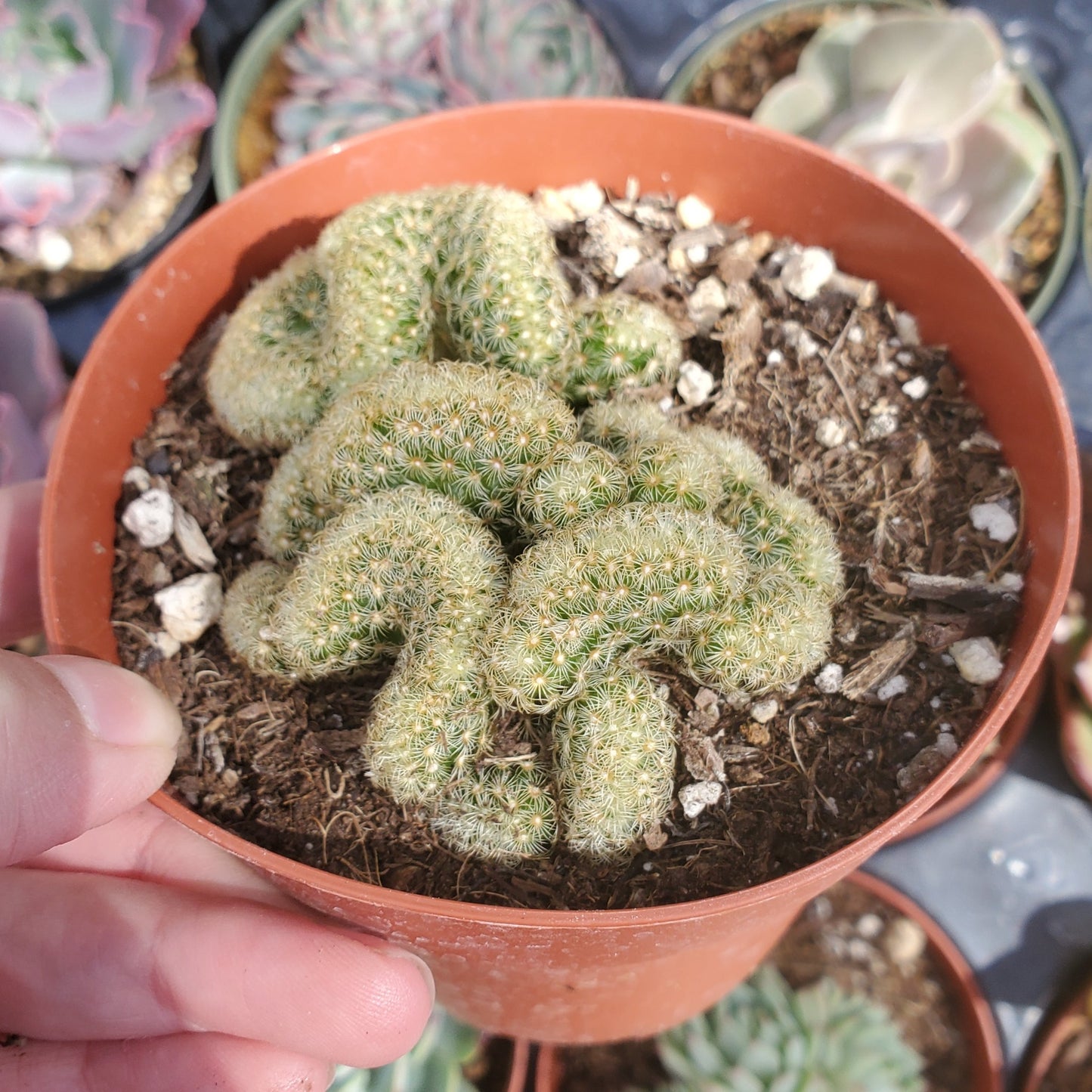 Mammillaria elongata cristata 'Brain Cactus'