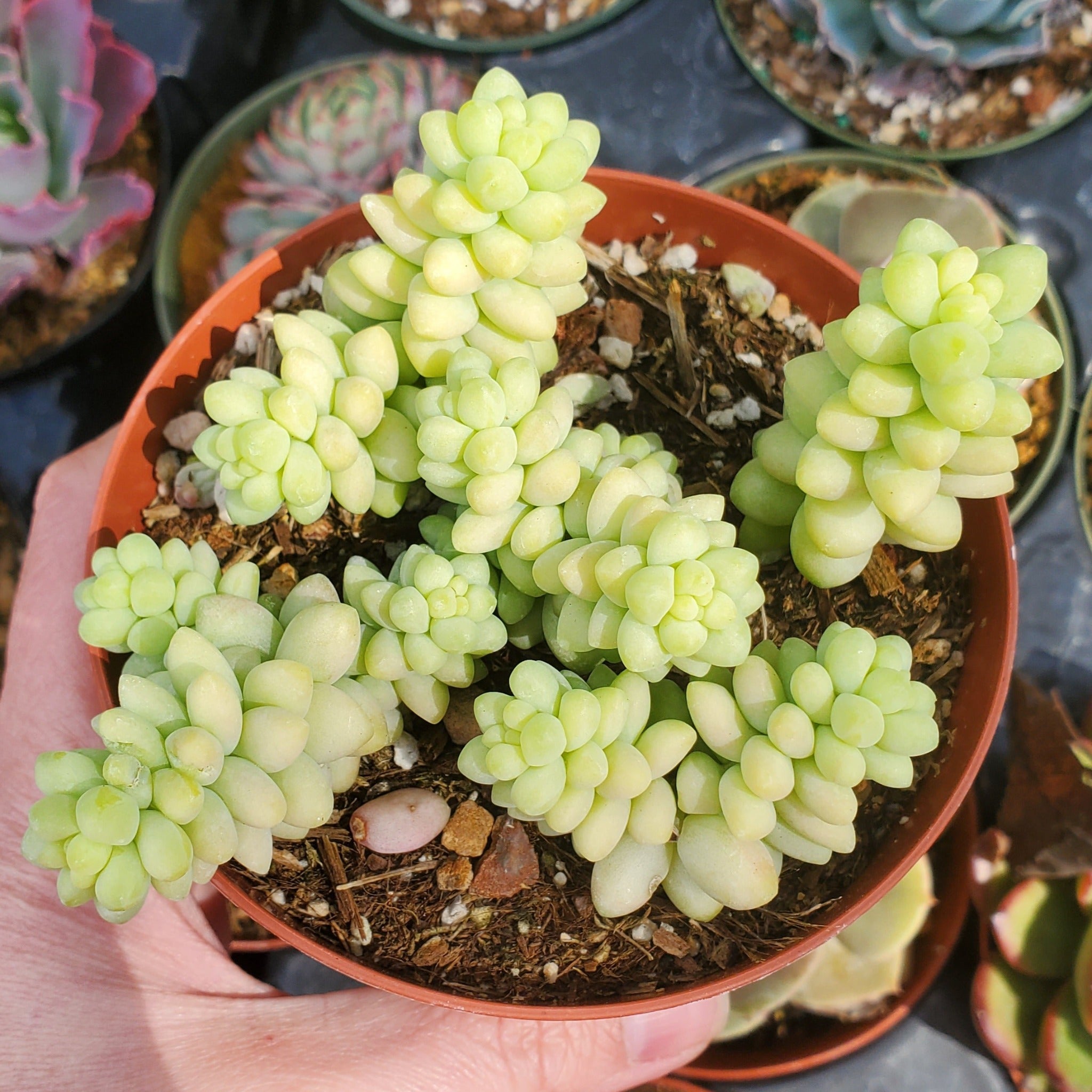 burrito succulent care Sedum morganianum 'Burrito'