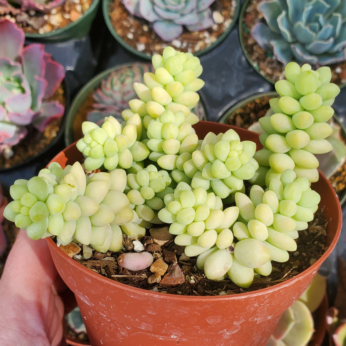 Sedum morganianum 'Burrito'