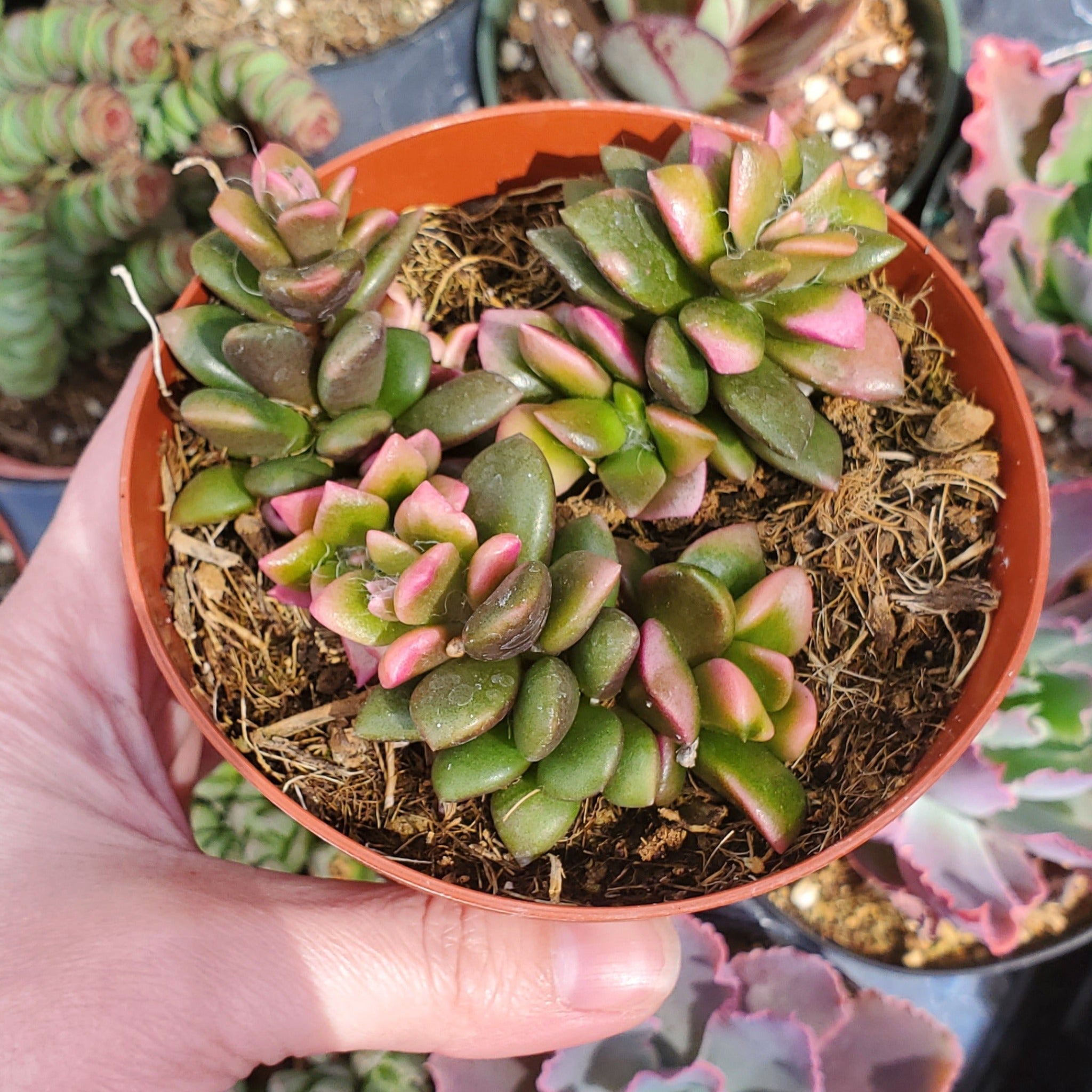 sunrise succulent plant Anacampseros telephiastrum f. variegatum 'Sunrise'