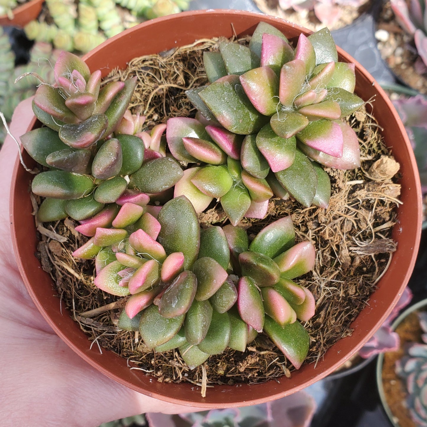 Anacampseros telephiastrum f. variegatum 'Sunrise'