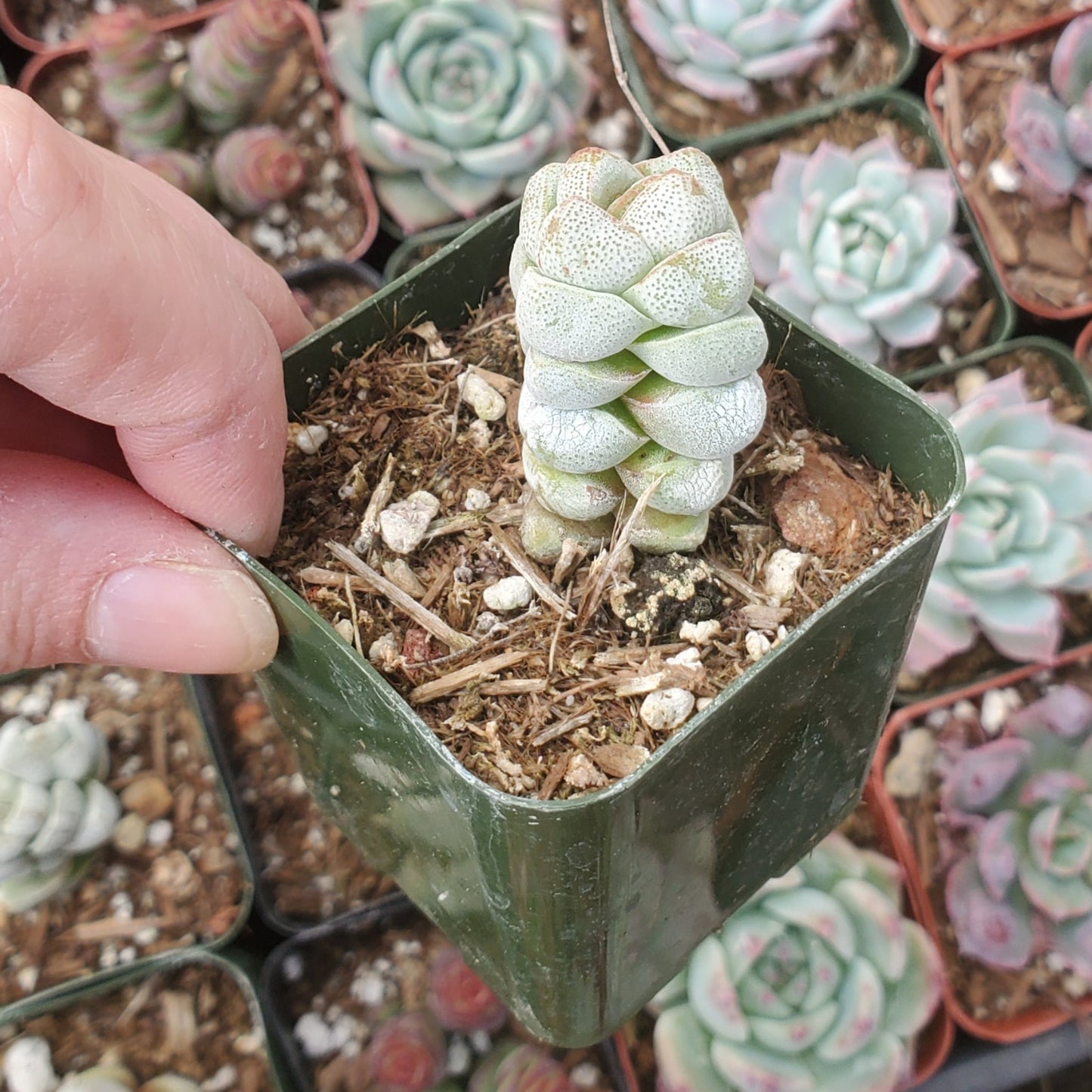 Crassula deceptor