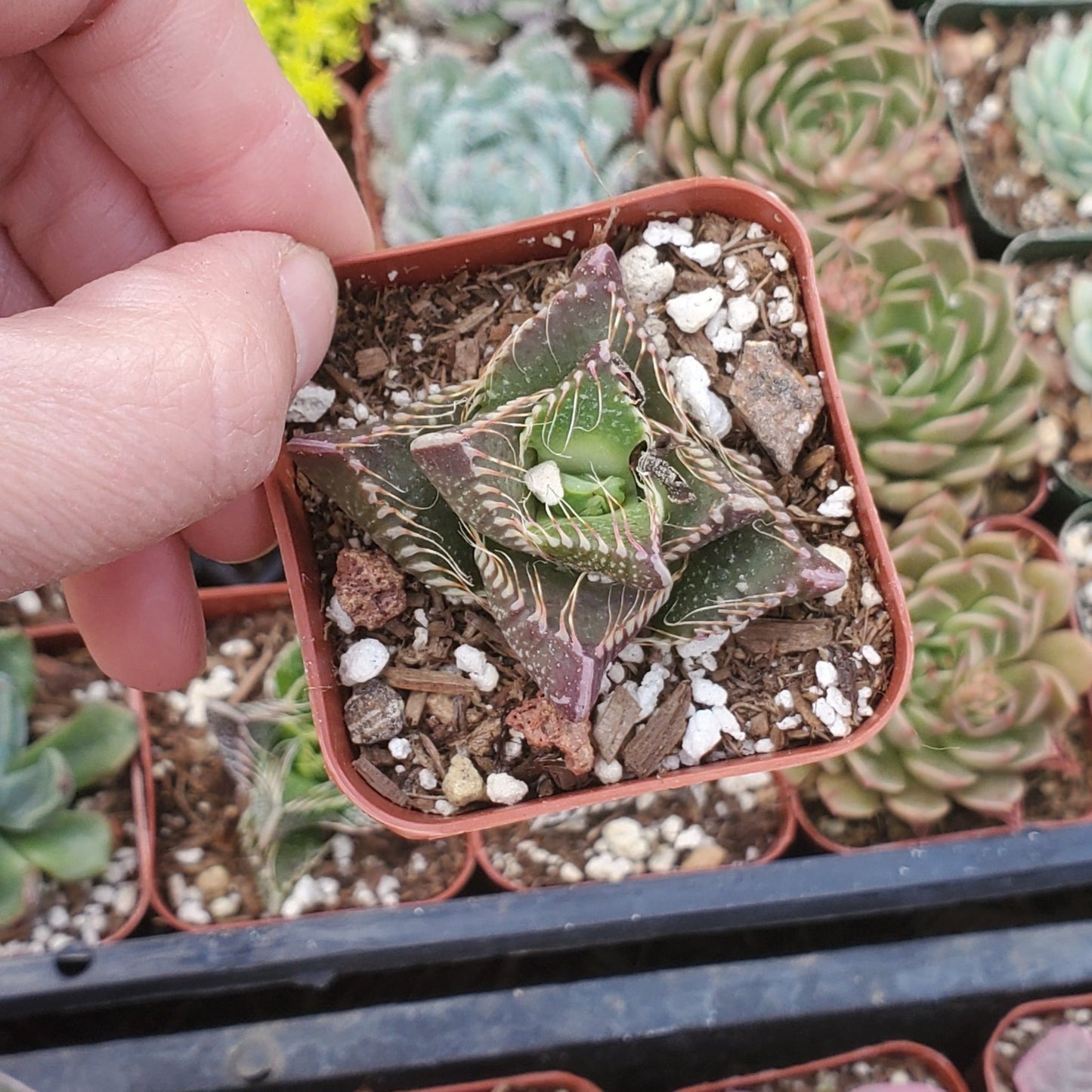 Faucaria Tuberculosa