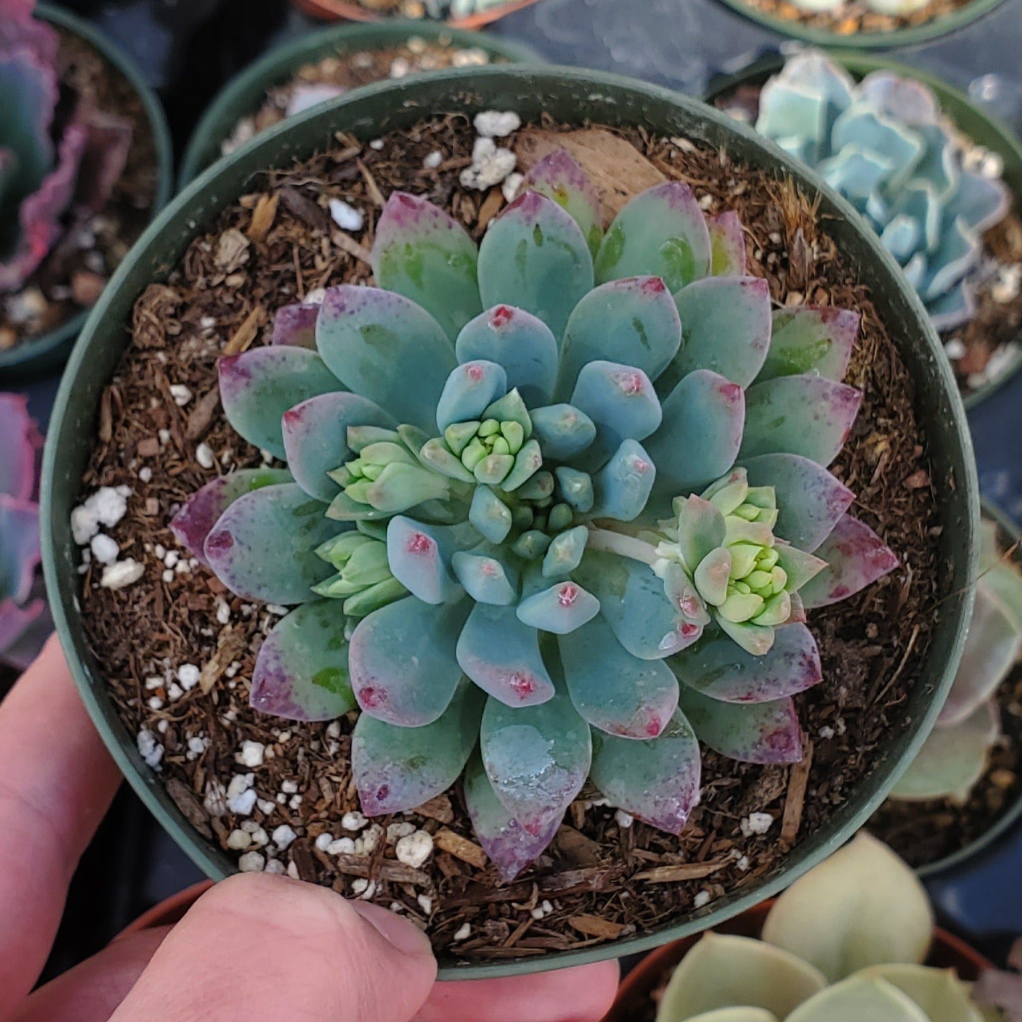 belle blue succulent Sedeveria 'Blue Elf'