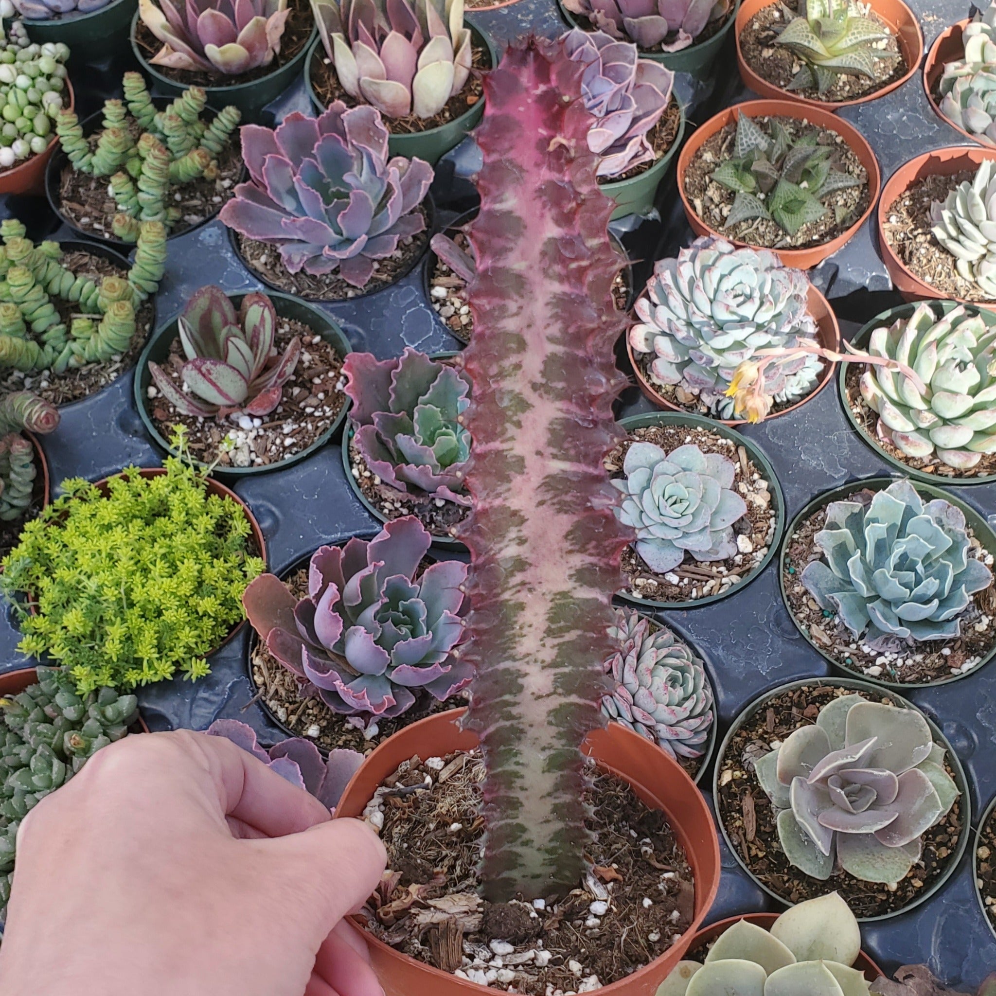 rubra succulent Euphorbia trigona 'Rubra'