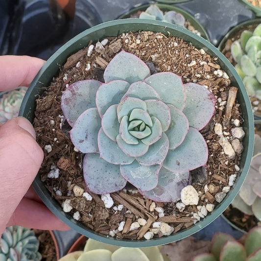 Echeveria 'Atlantis' or 'Peaches and Cream'