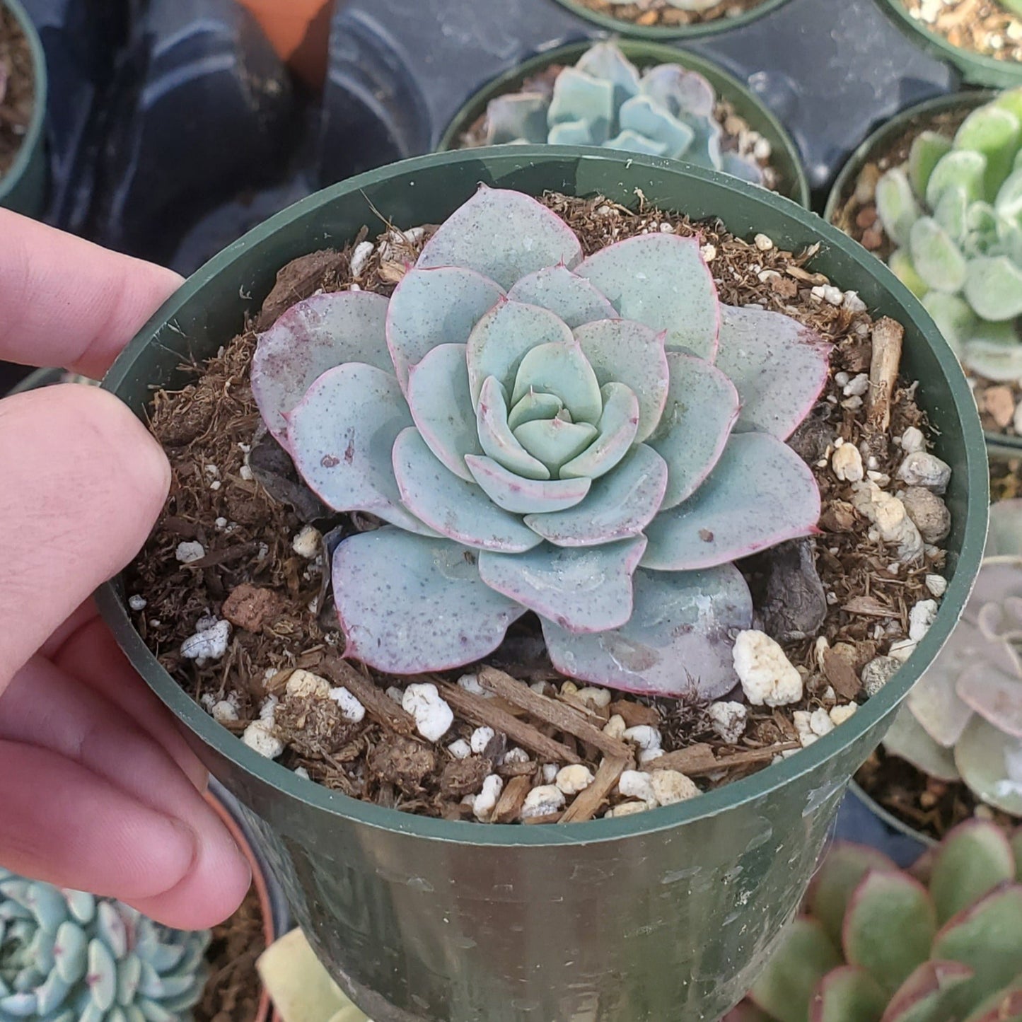 Echeveria 'Atlantis' or 'Peaches and Cream'