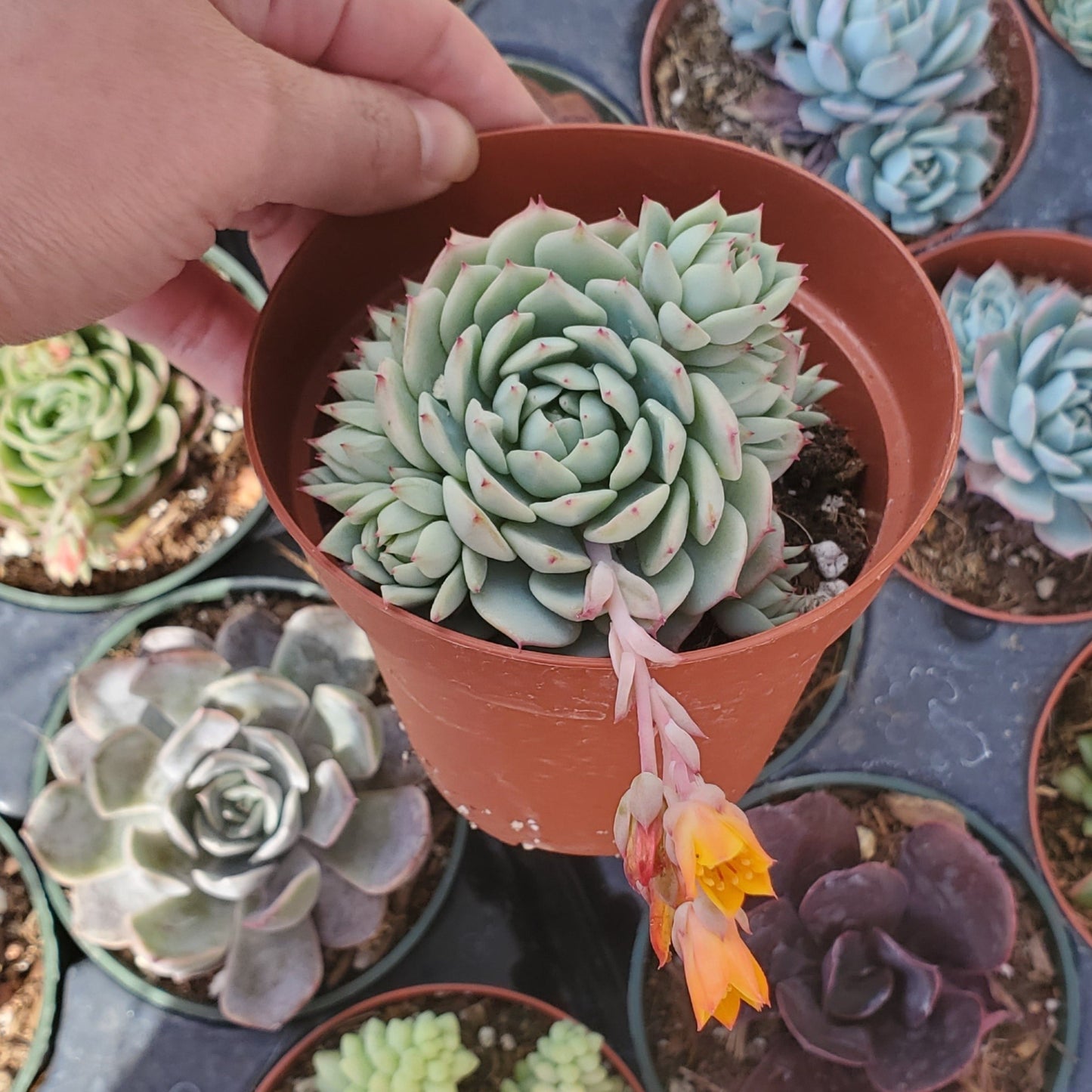 Echeveria derenbergii 'Painted Lady”