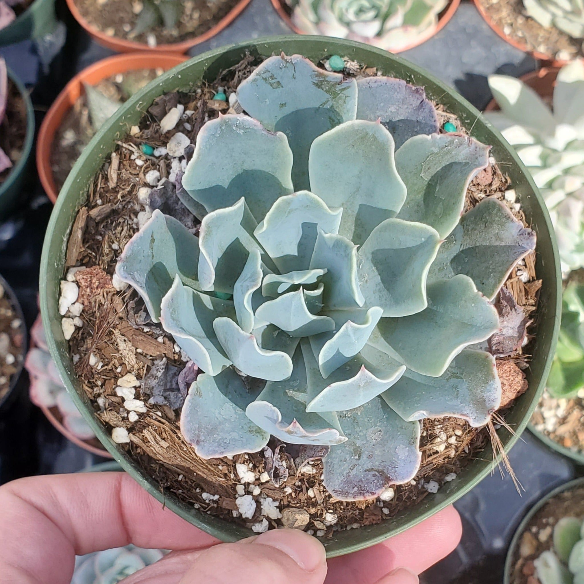 blue frills succulent Echeveria 'Blue Ruffles'