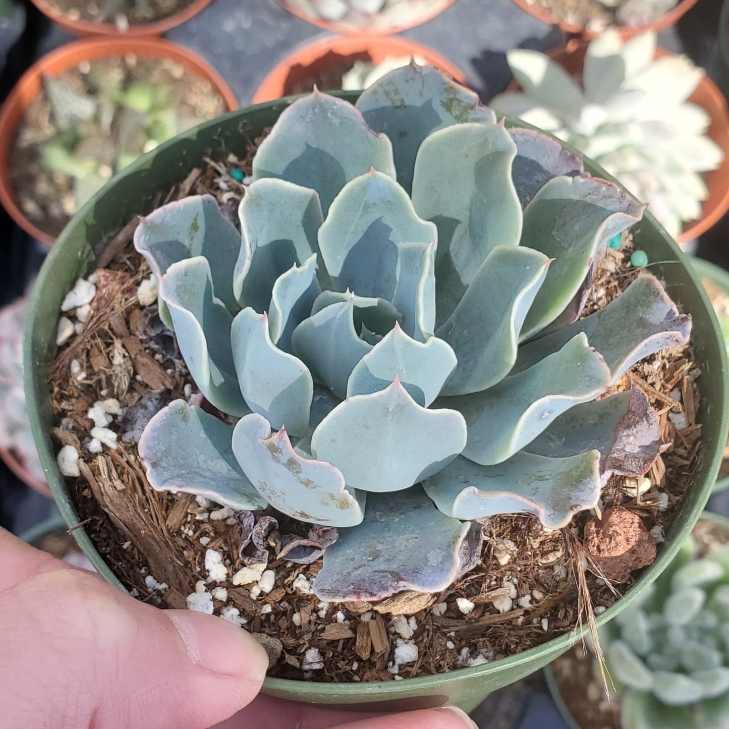 Echeveria 'Blue Ruffles'