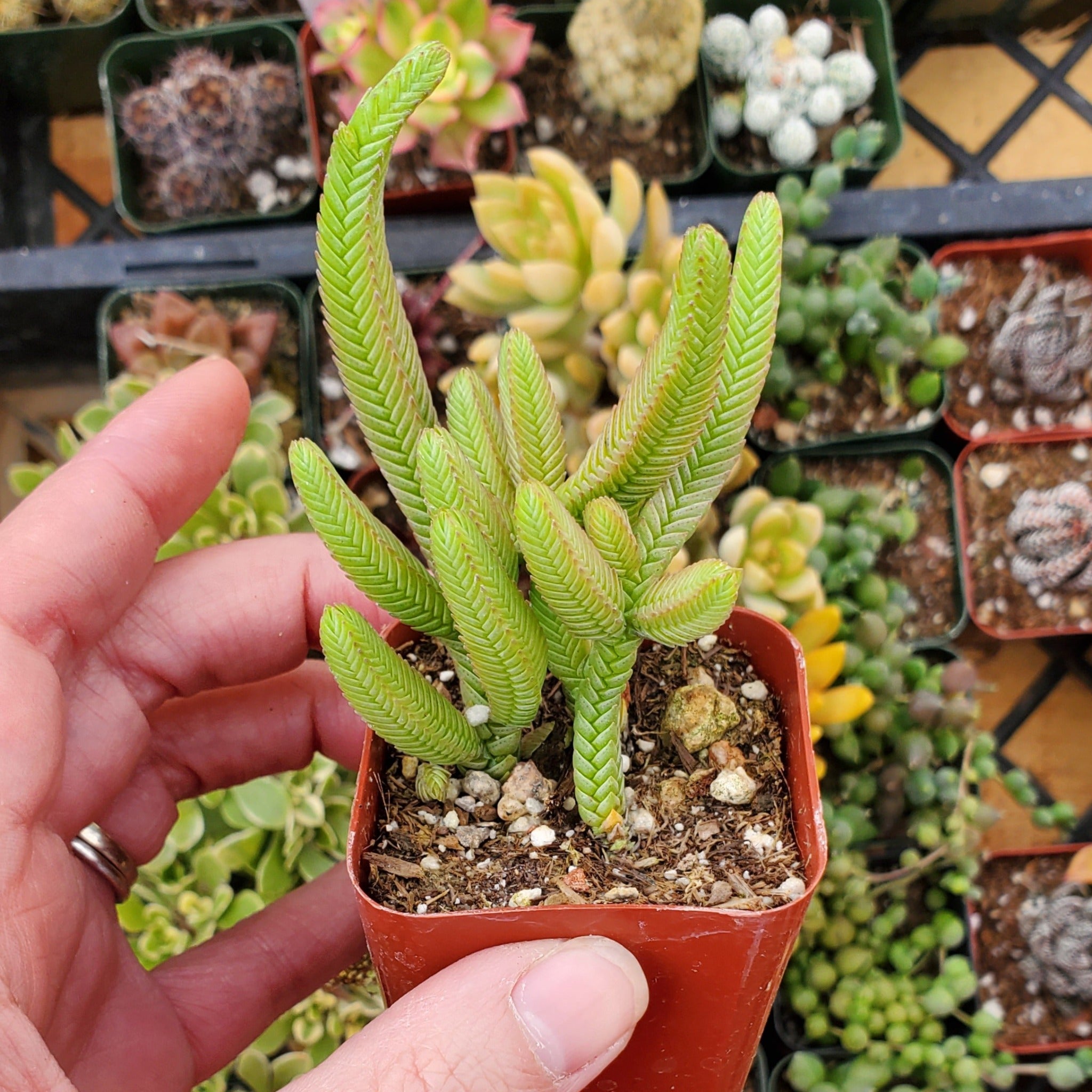 watchchain succulent Crassula muscosa 'Watch Chain'