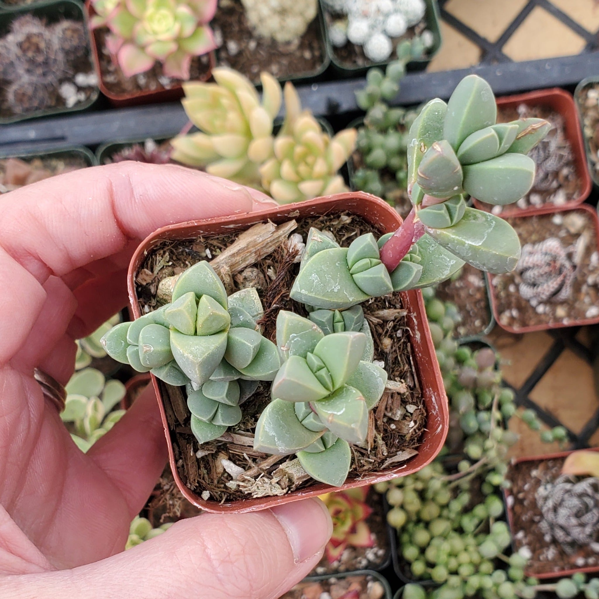 ice cube succulent Corpuscularia lehmannii 'Ice Plant'