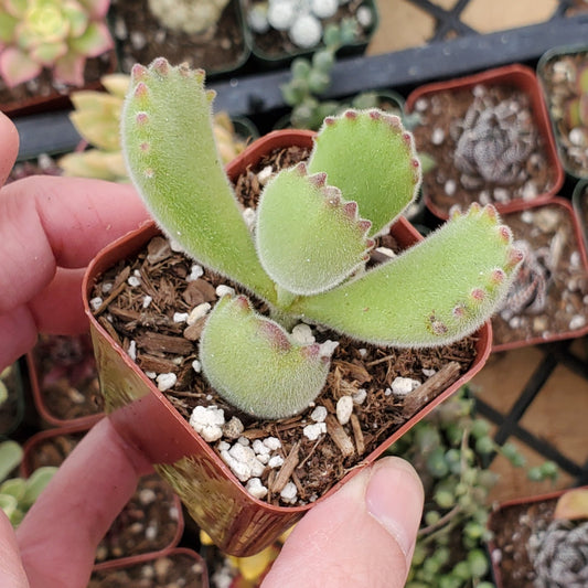 Cotyledon tomentosa 'Bear's Paw'