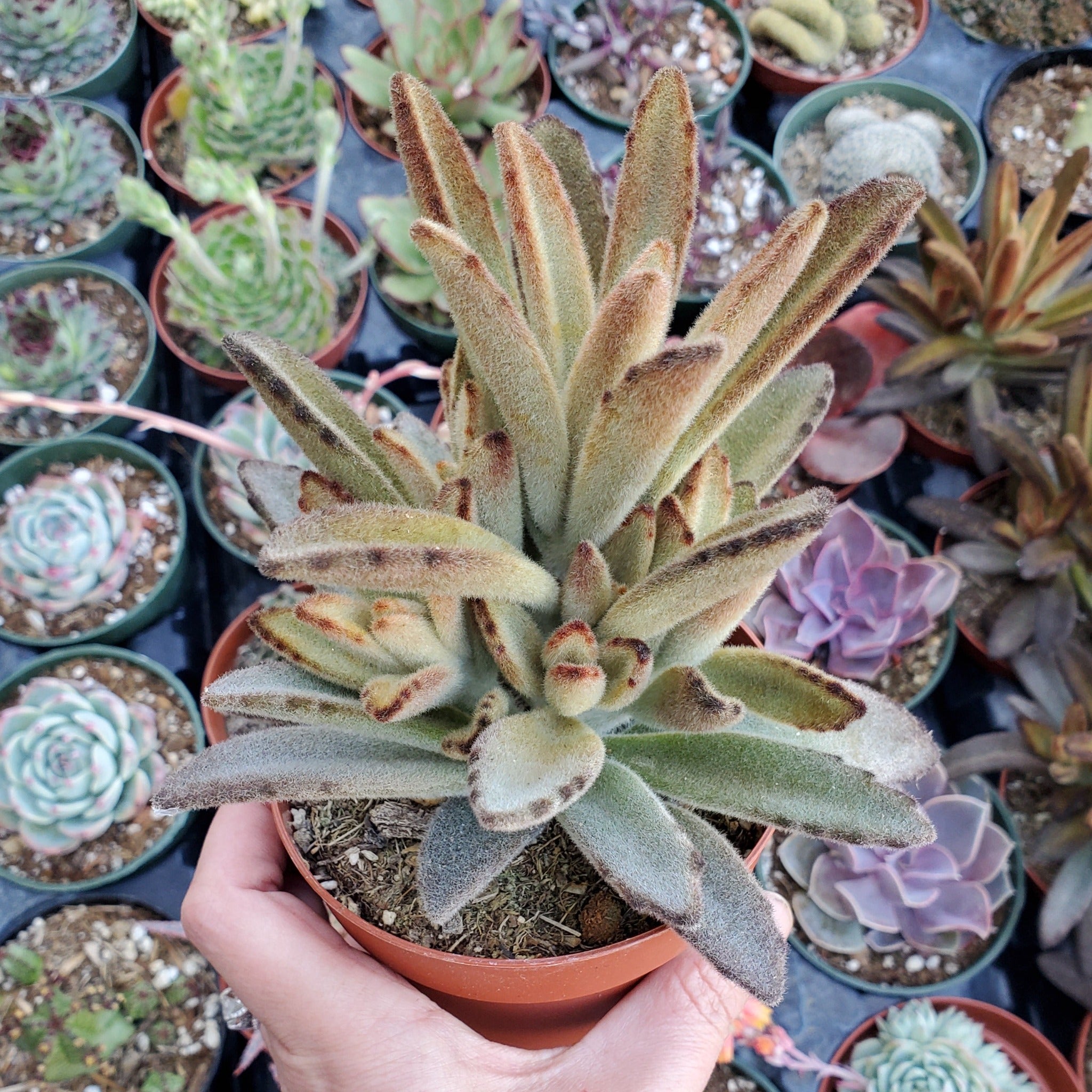chocolate soldier succulent care Kalanchoe tomentosa 'Chocolate Soldier'