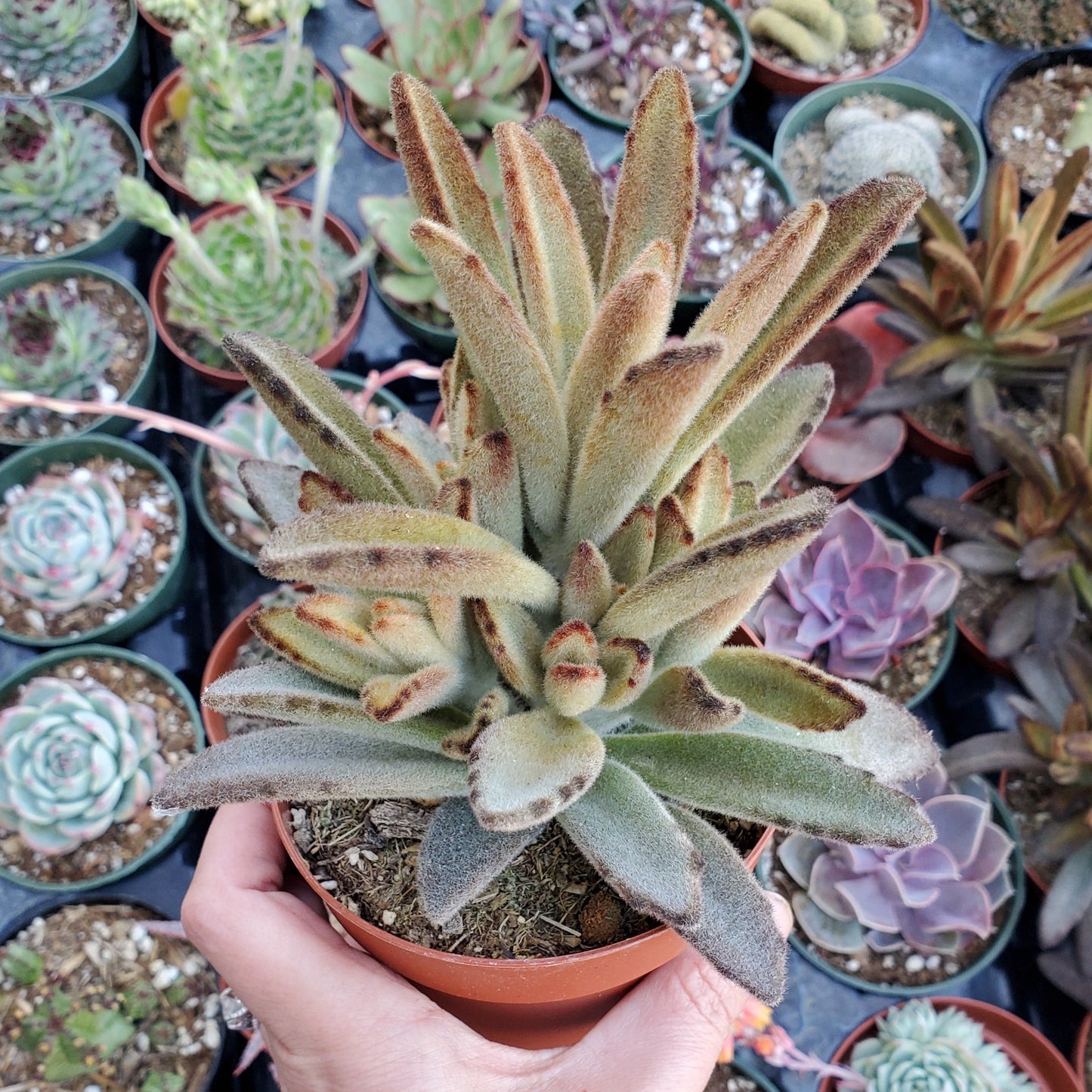Kalanchoe tomentosa 'Chocolate Soldier'
