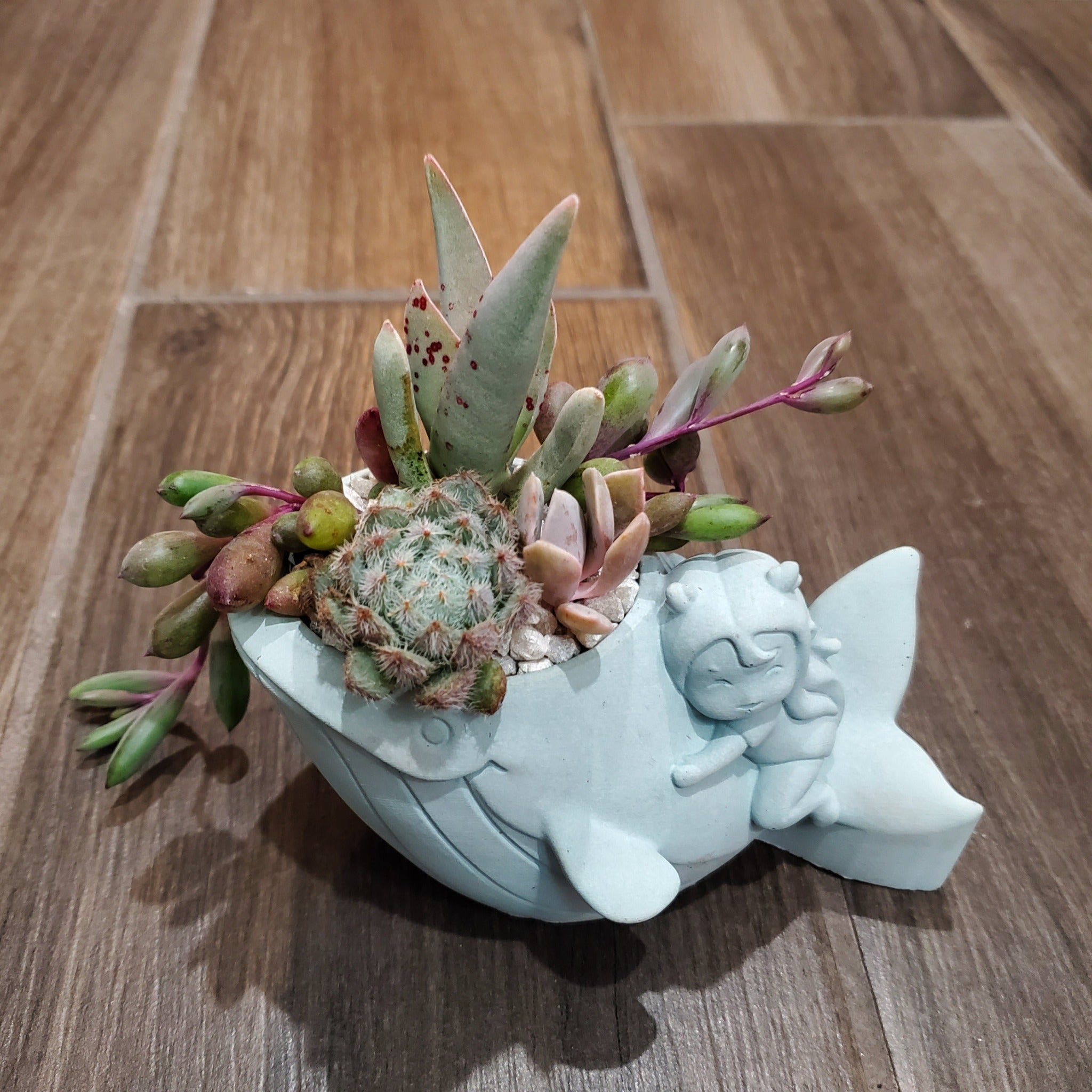 narwhal succulent planter Whale Planter Arrangement