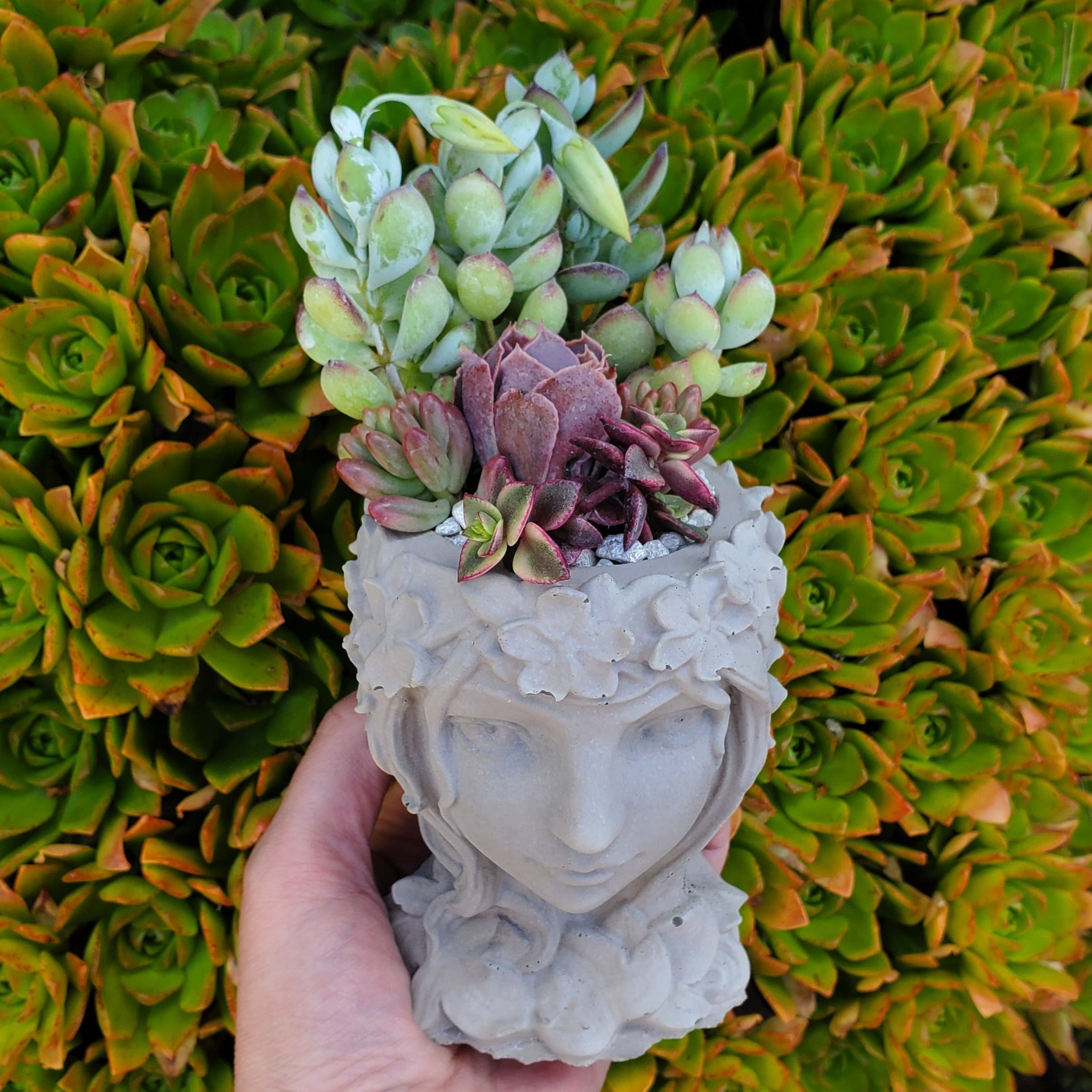 green goddess succulent Succulent Goddess Arrangement