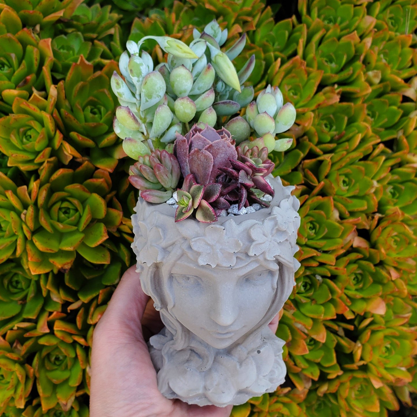 Succulent Goddess Arrangement