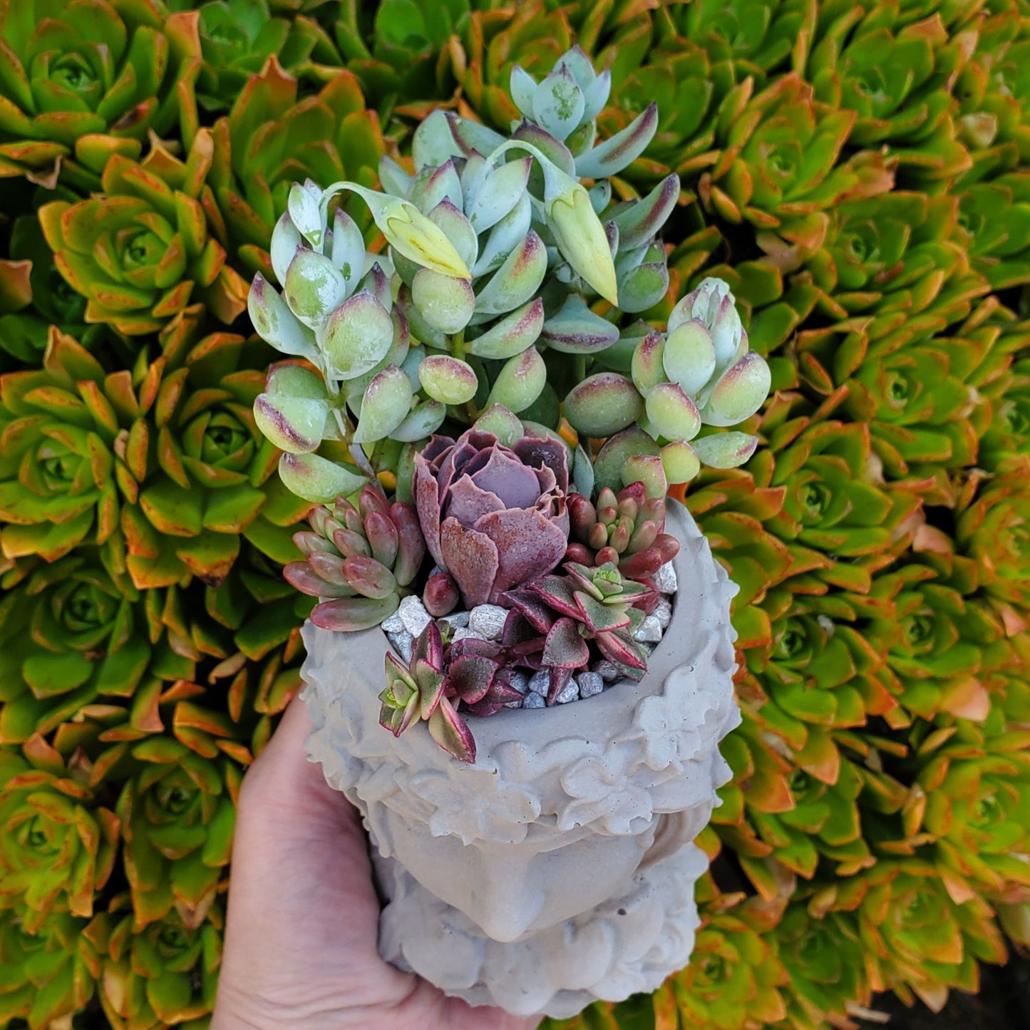 Succulent Goddess Arrangement