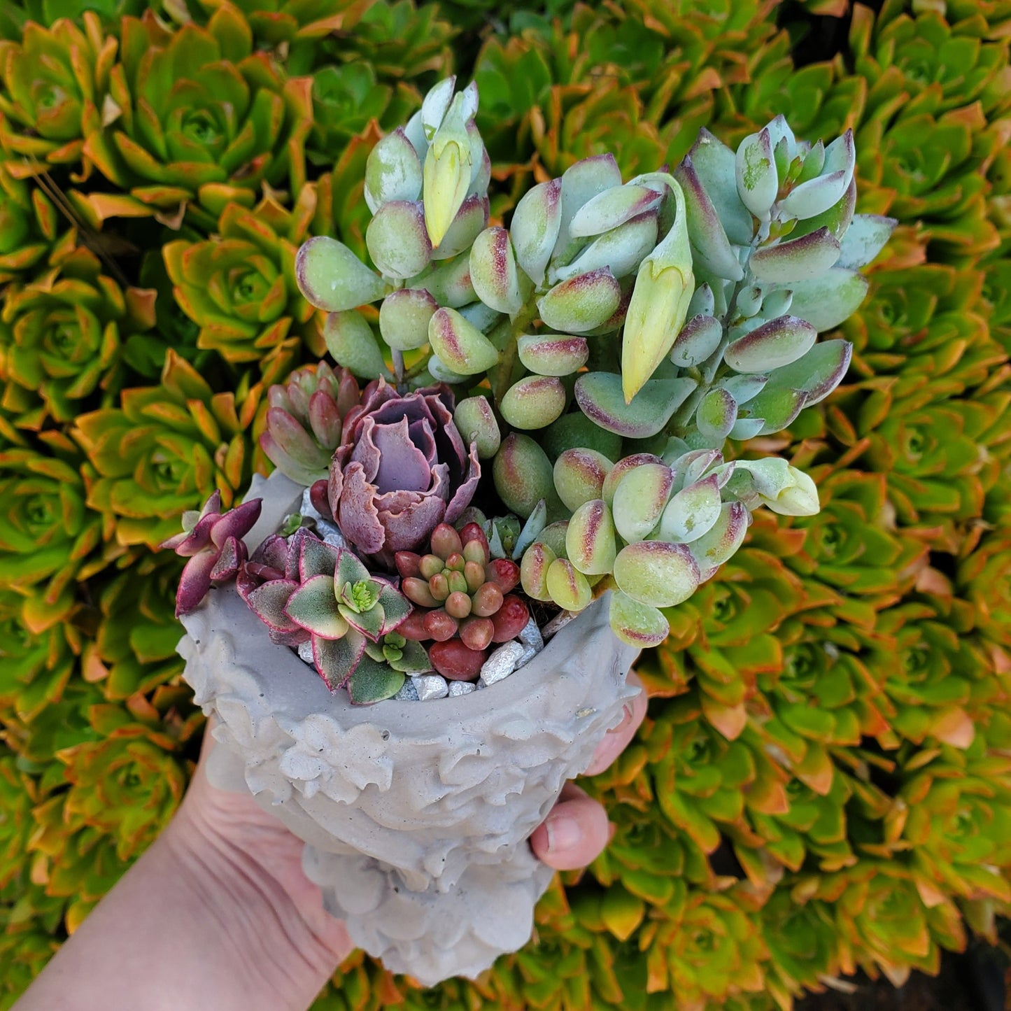 Succulent Goddess Arrangement