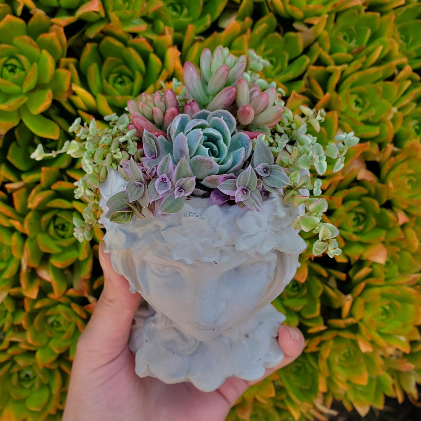 Succulent Goddess Arrangement