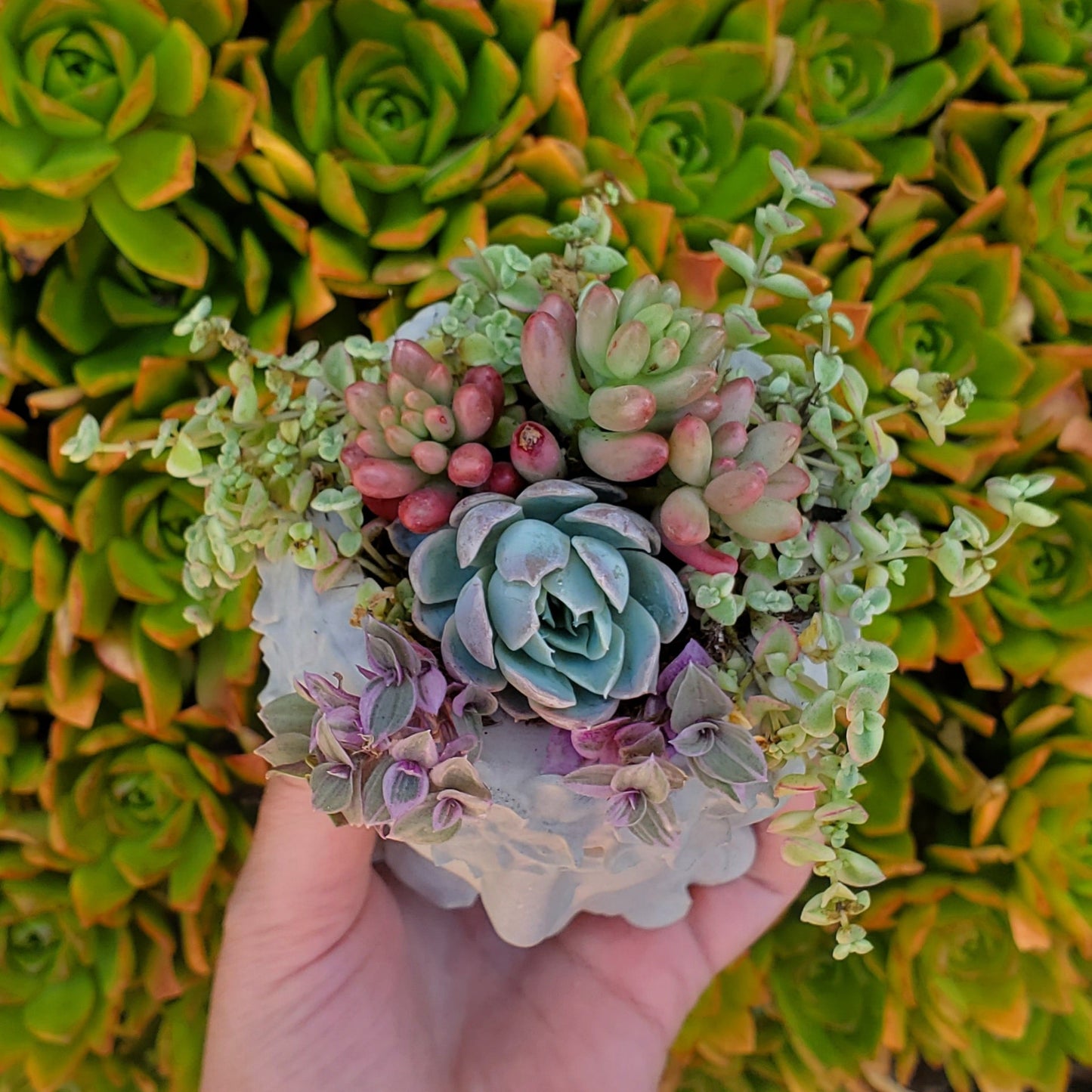 Succulent Goddess Arrangement